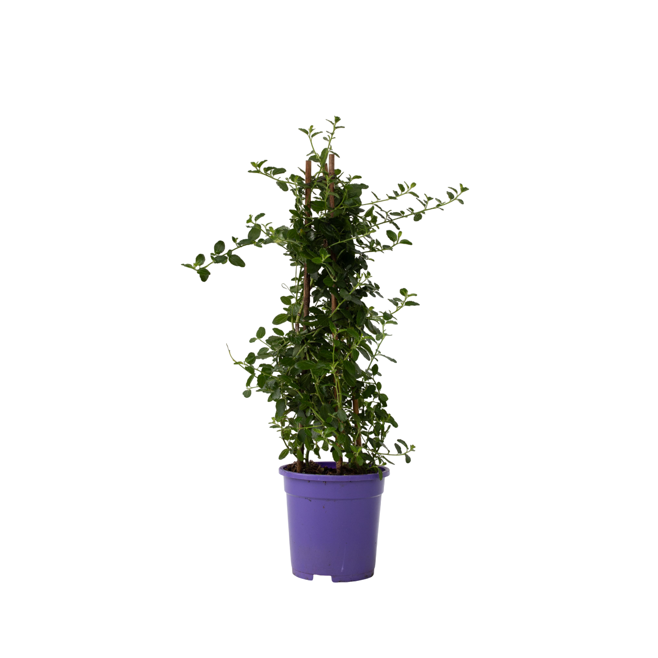 Amerikaanse sering - Ceanothus thyrsiflorus Repens - Hoogte 60-70cm -⌀17cm afbeelding