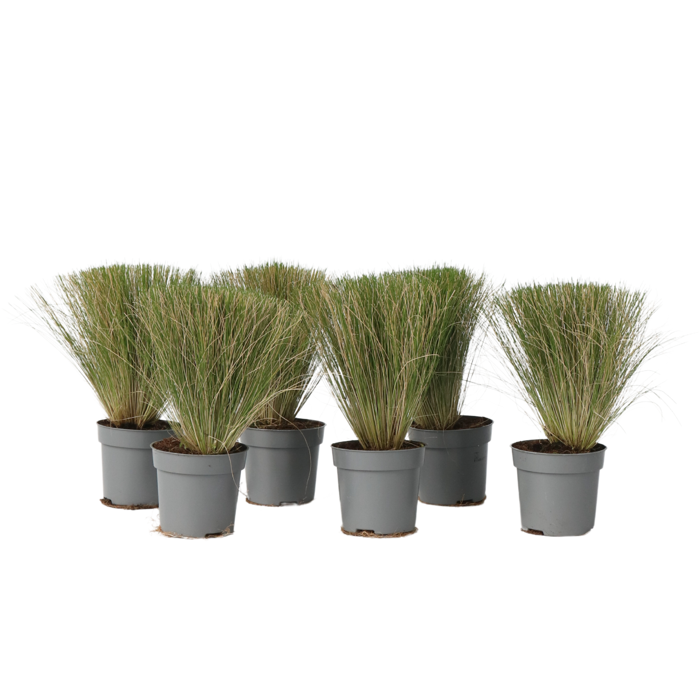 Vedergras - Set van 6 - Stipa tenuifolia'Pony Tails'- Hoogte 20-30cm -⌀9cm afbeelding