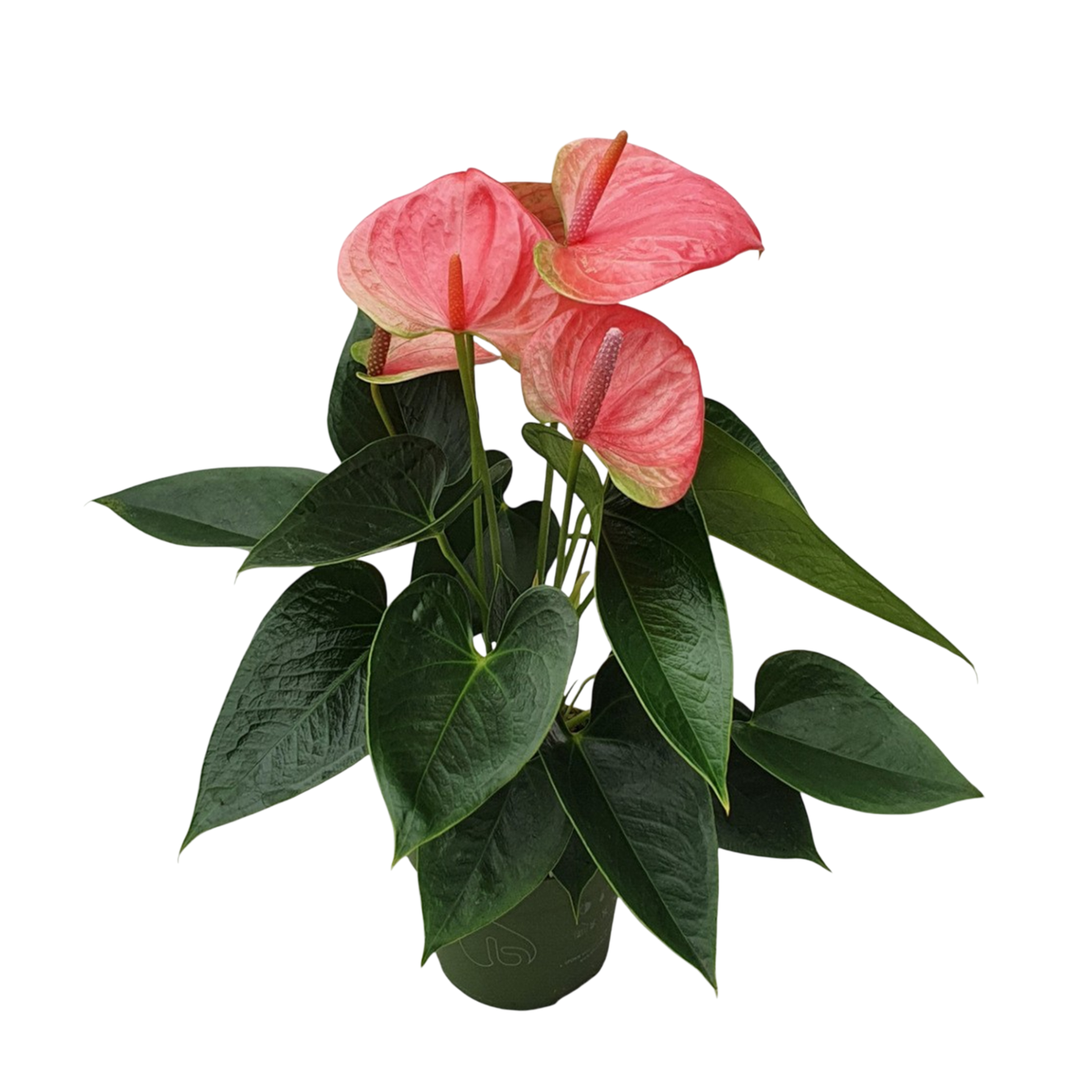 Flamingoplant - Anthurium'Sweet Dream'- Hoogte 35-45cm -ø12cm afbeelding