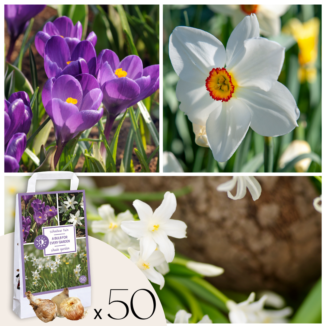 Shade Garden Box - 50 bloembollen voor schaduw&halfschaduw afbeelding