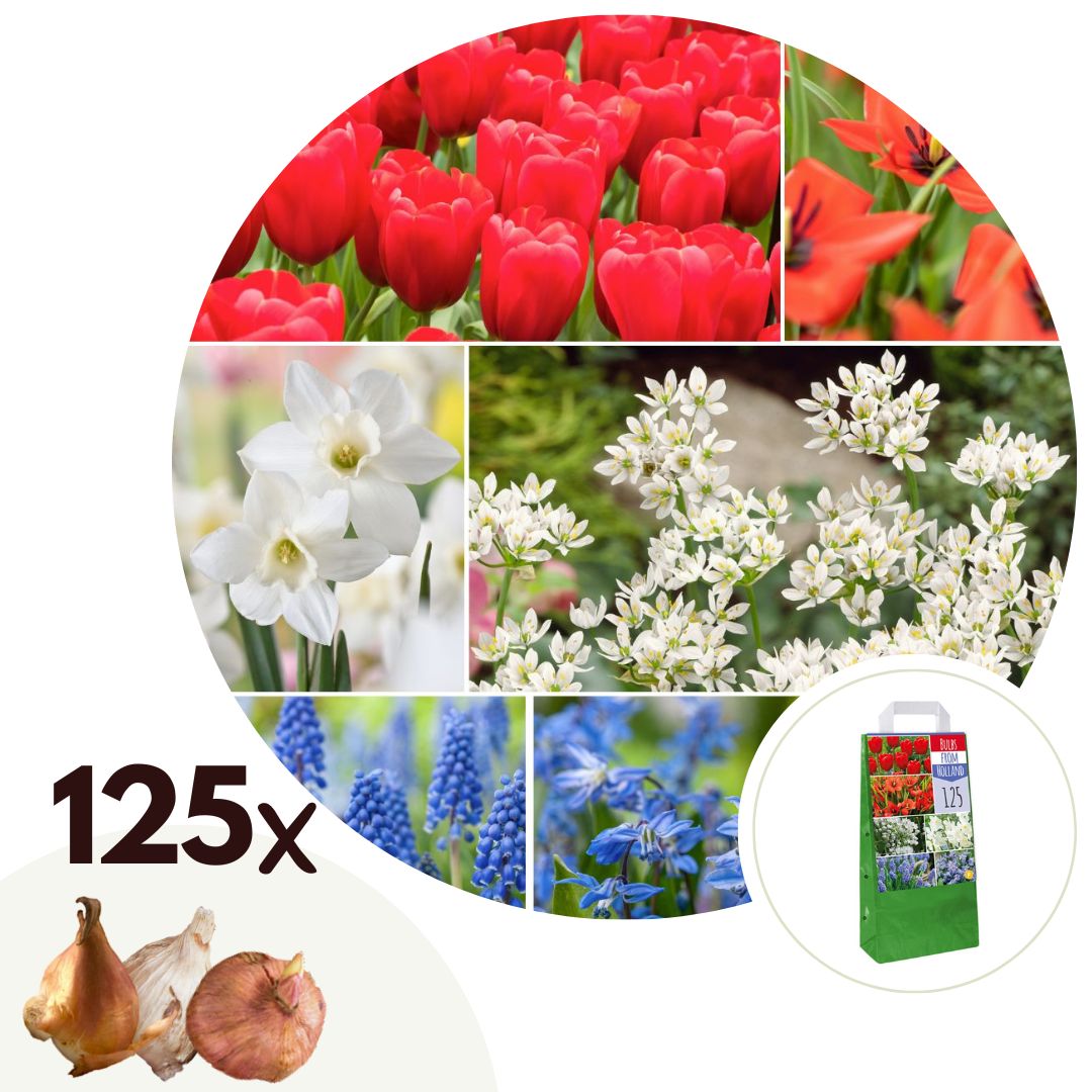 Hollandse bloembollen - Set van 125 - Tulipa Narcissus Scilla Allium Muscari afbeelding
