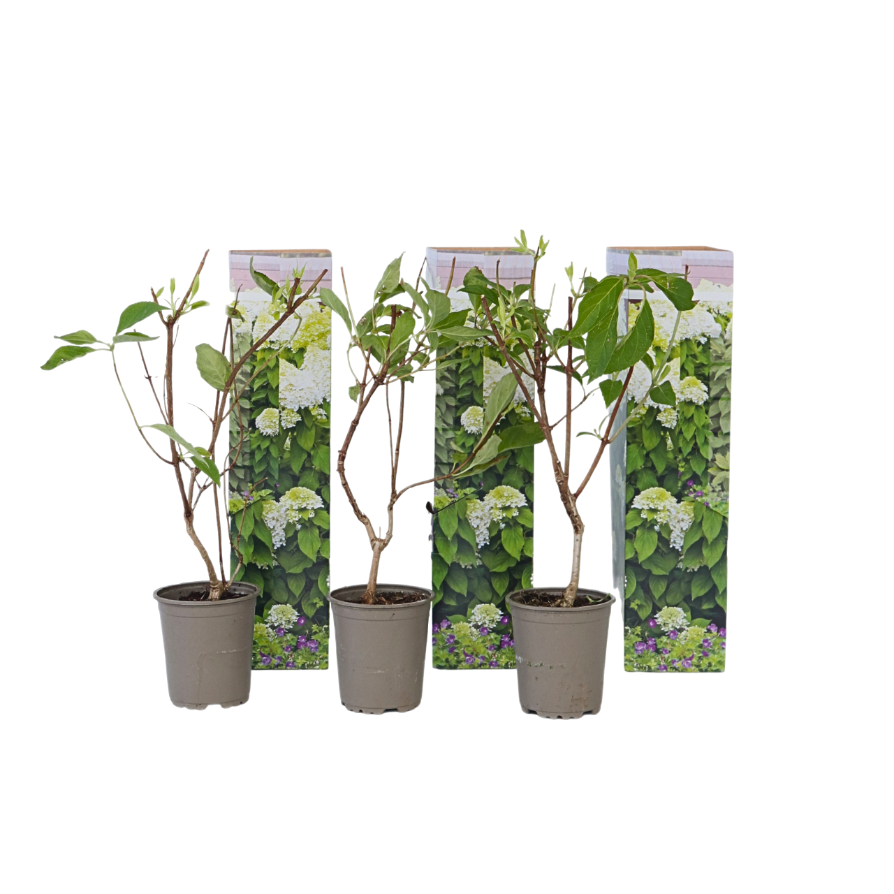 Pluimhortensia - Set van 3 - Hydrangea'Silver Dollar'- Hoogte 25-40cm -⌀9cm afbeelding