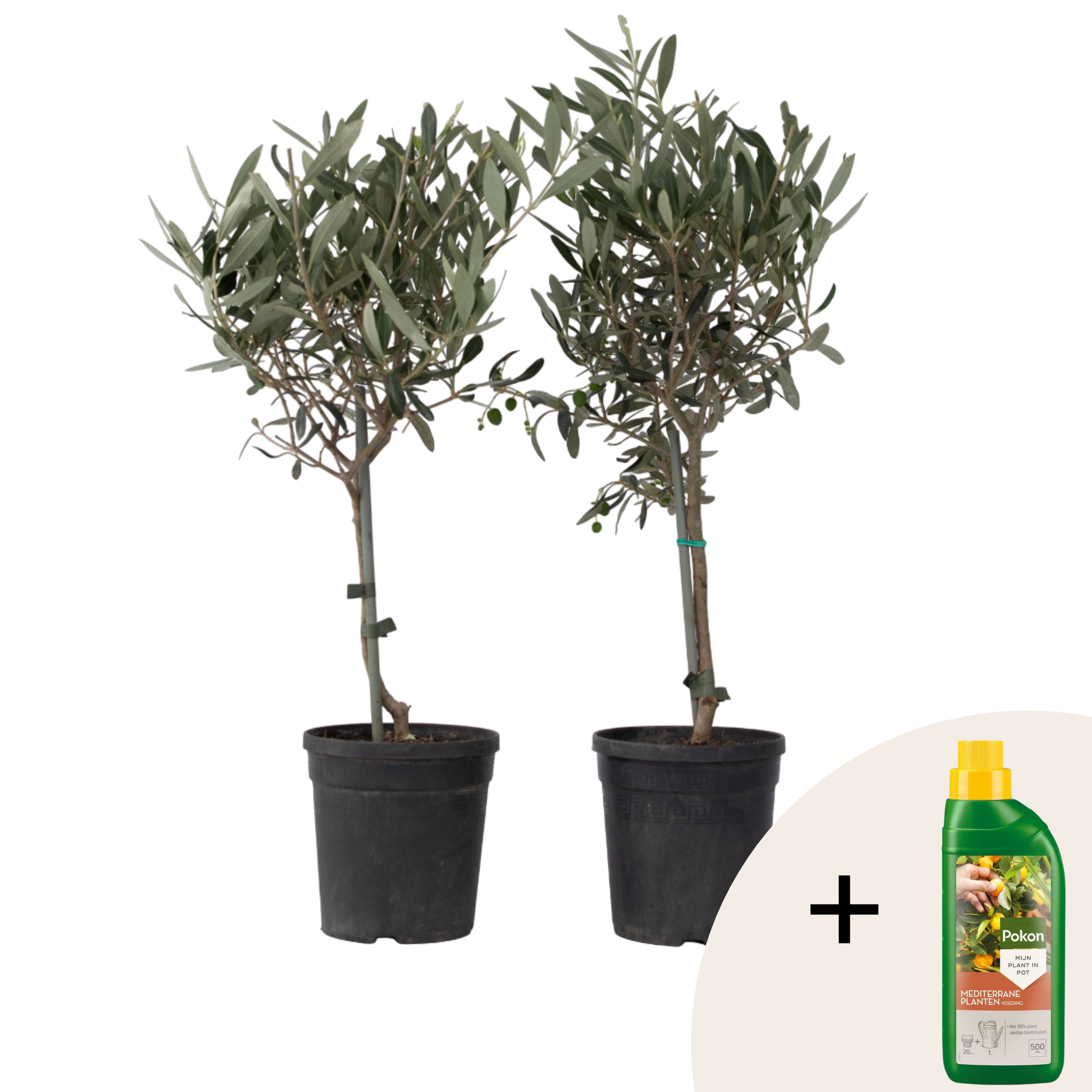Olijfboom - Set van 2 - Olea europaea - Hoogte 50-60cm -⌀14cm afbeelding