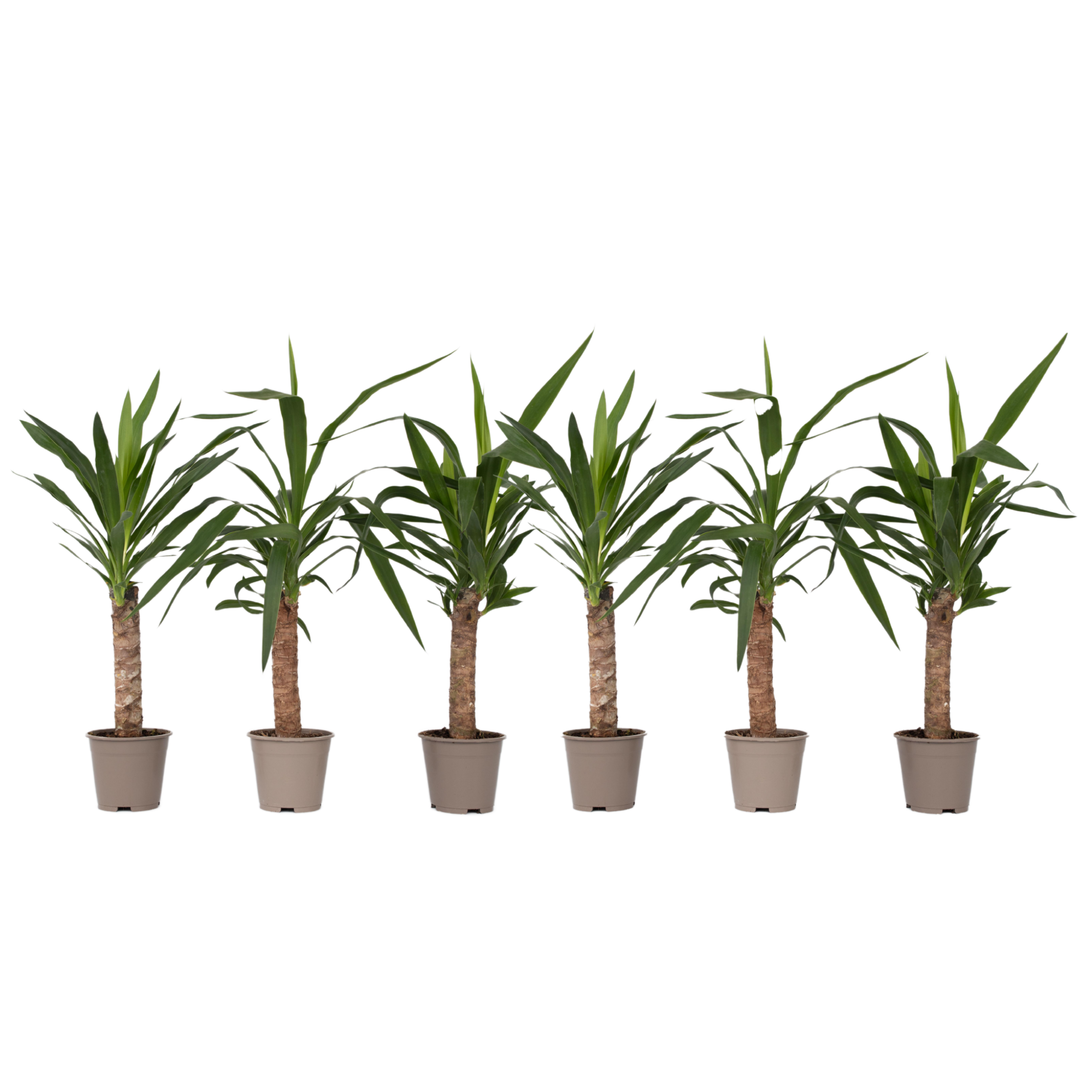 Palmlelie - Set van 6 - Yucca elephantipes - Hoogte 50-60cm -⌀14cm afbeelding