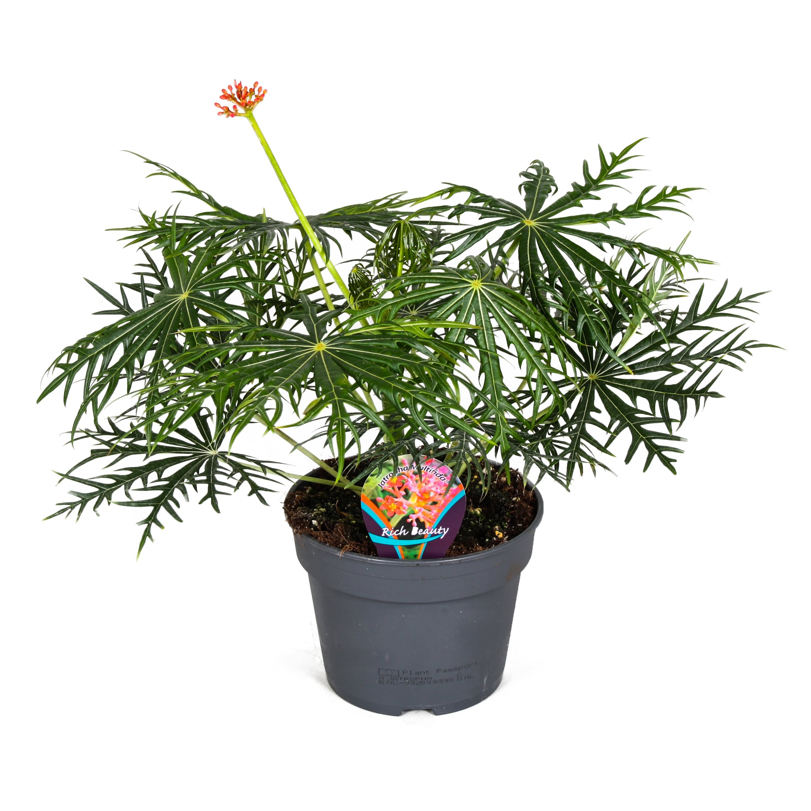 Koraalplant - Jatropha multifida - Hoogte 40-50cm -⌀17cm afbeelding