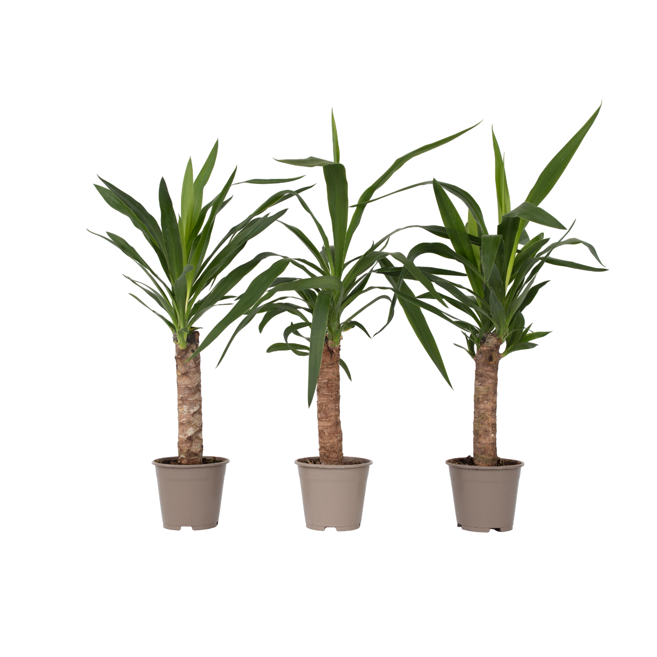 Palmlelie - Set van 3 - Yucca elephantipes - Hoogte 50-60cm -⌀14cm afbeelding