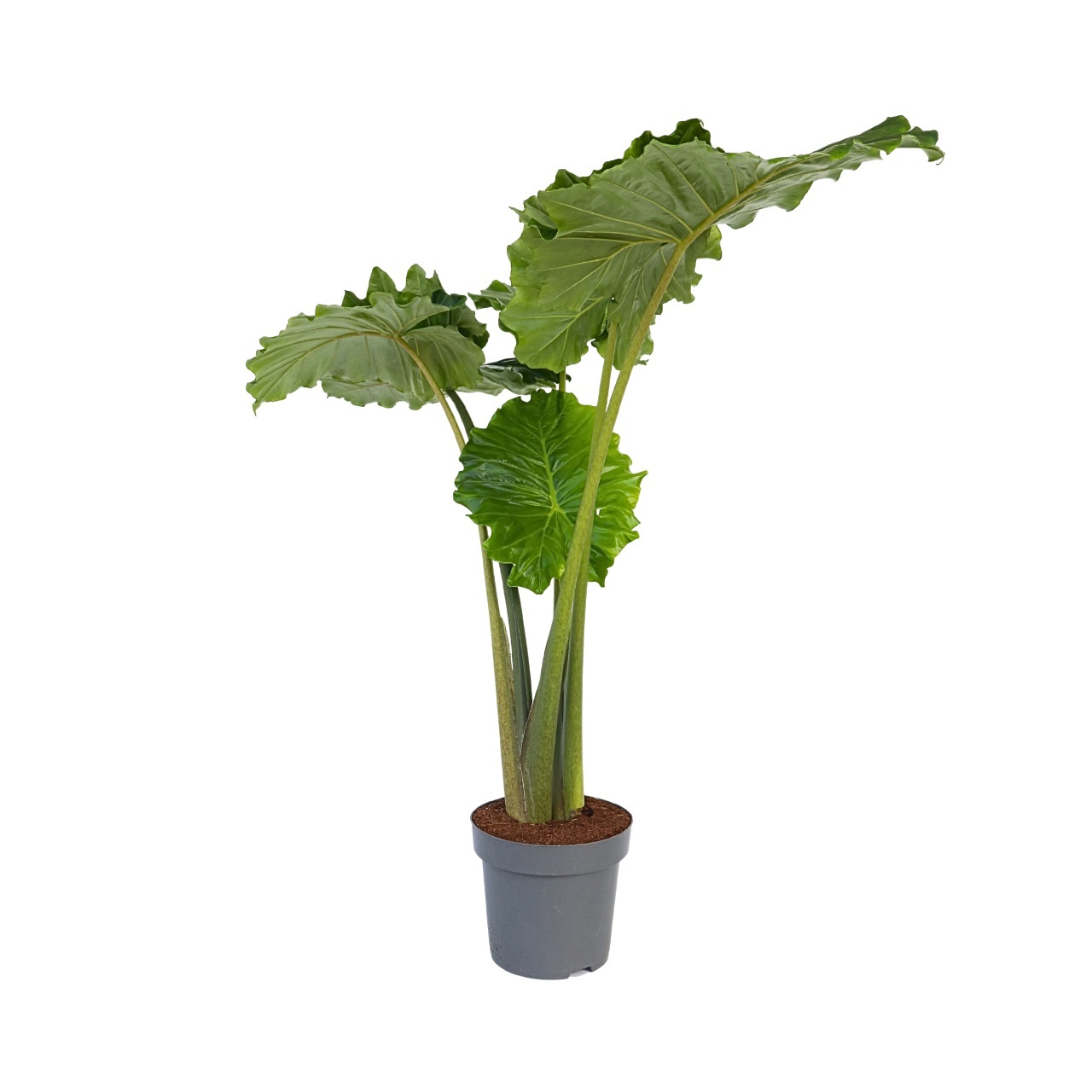 Olifantsoor - Alocasia'Portodora'- Hoogte 110-120cm -⌀32cm afbeelding