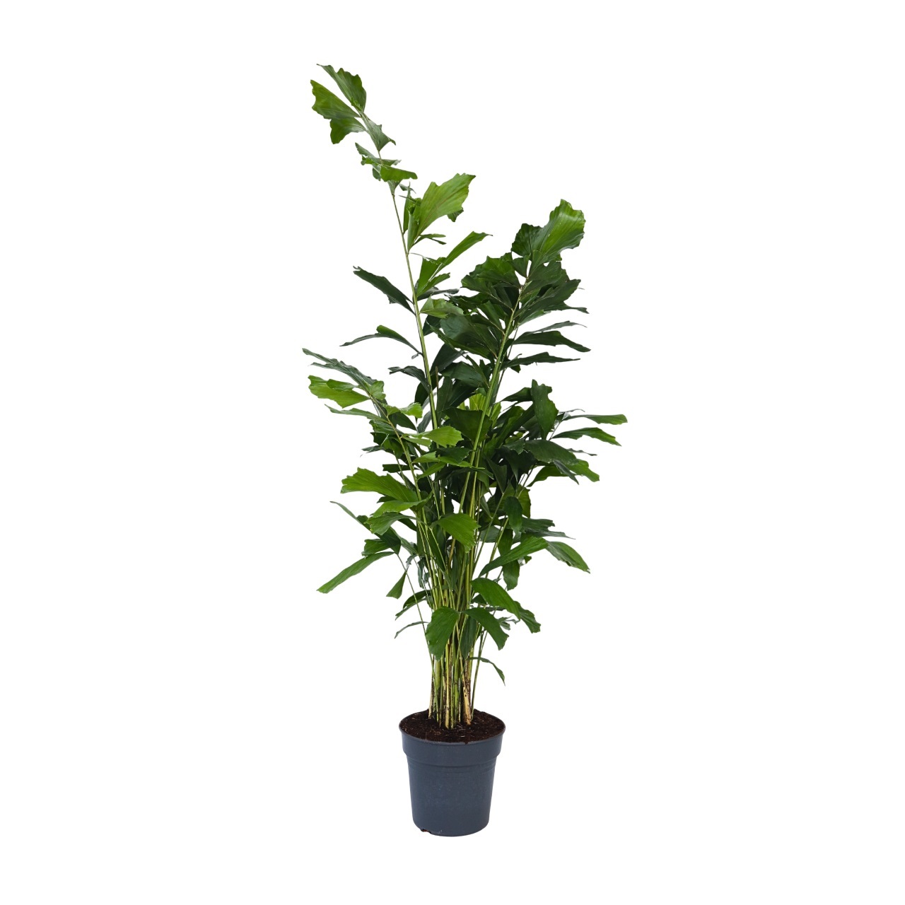 Vinnetjespalm - Vissenstaartpalm - Caryota mitis - Hoogte 120-130cm -⌀27cm afbeelding