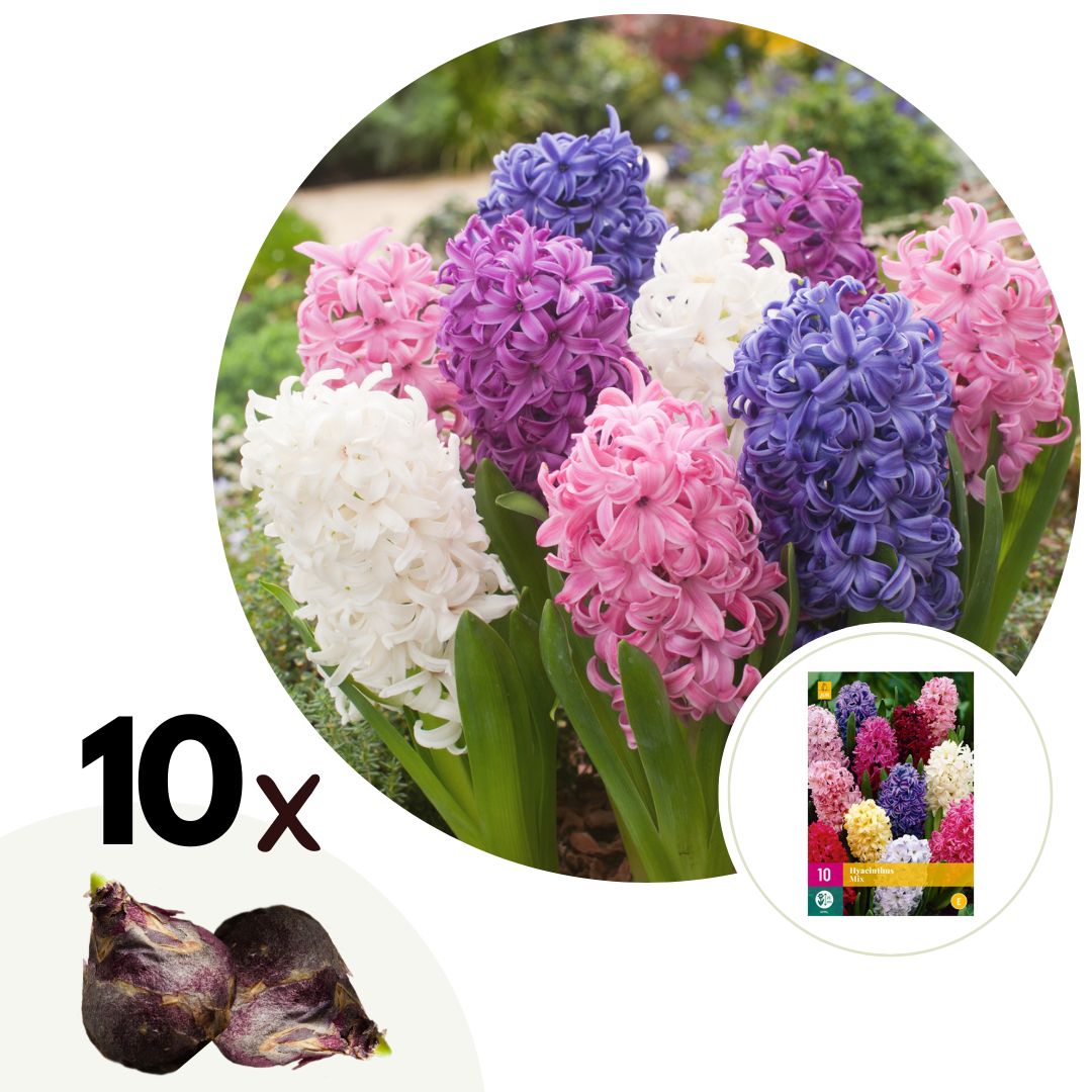 Hyacinthen - Set van 10 - Hyacinthus - Bloembollen afbeelding