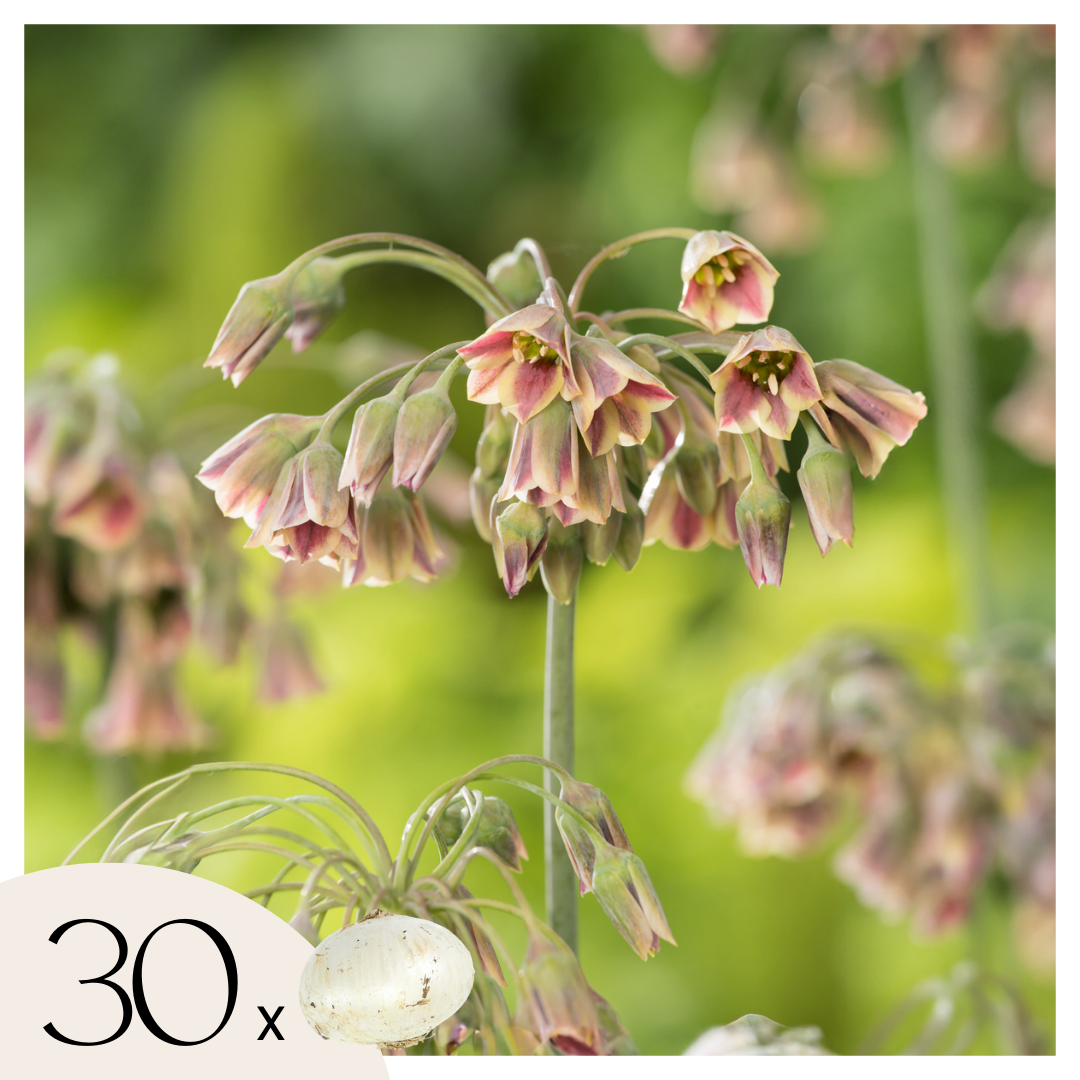Alliumbollen - Set van 30 - Allium'Nectaroscordum'- Bloembollen - Roze afbeelding