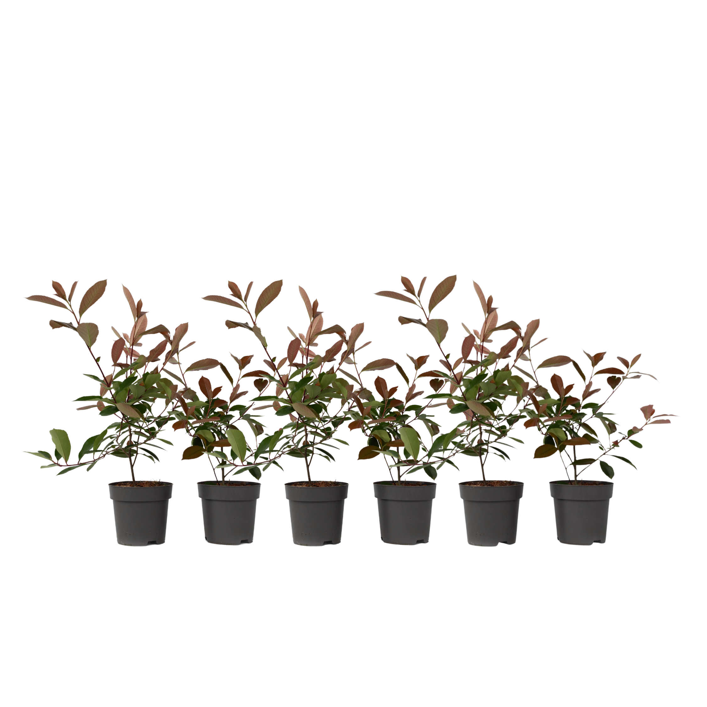 Glansmispel - Set van 6 - Photinia fraseri'Red Robin'- Hoogte 30-40cm -⌀17cm afbeelding