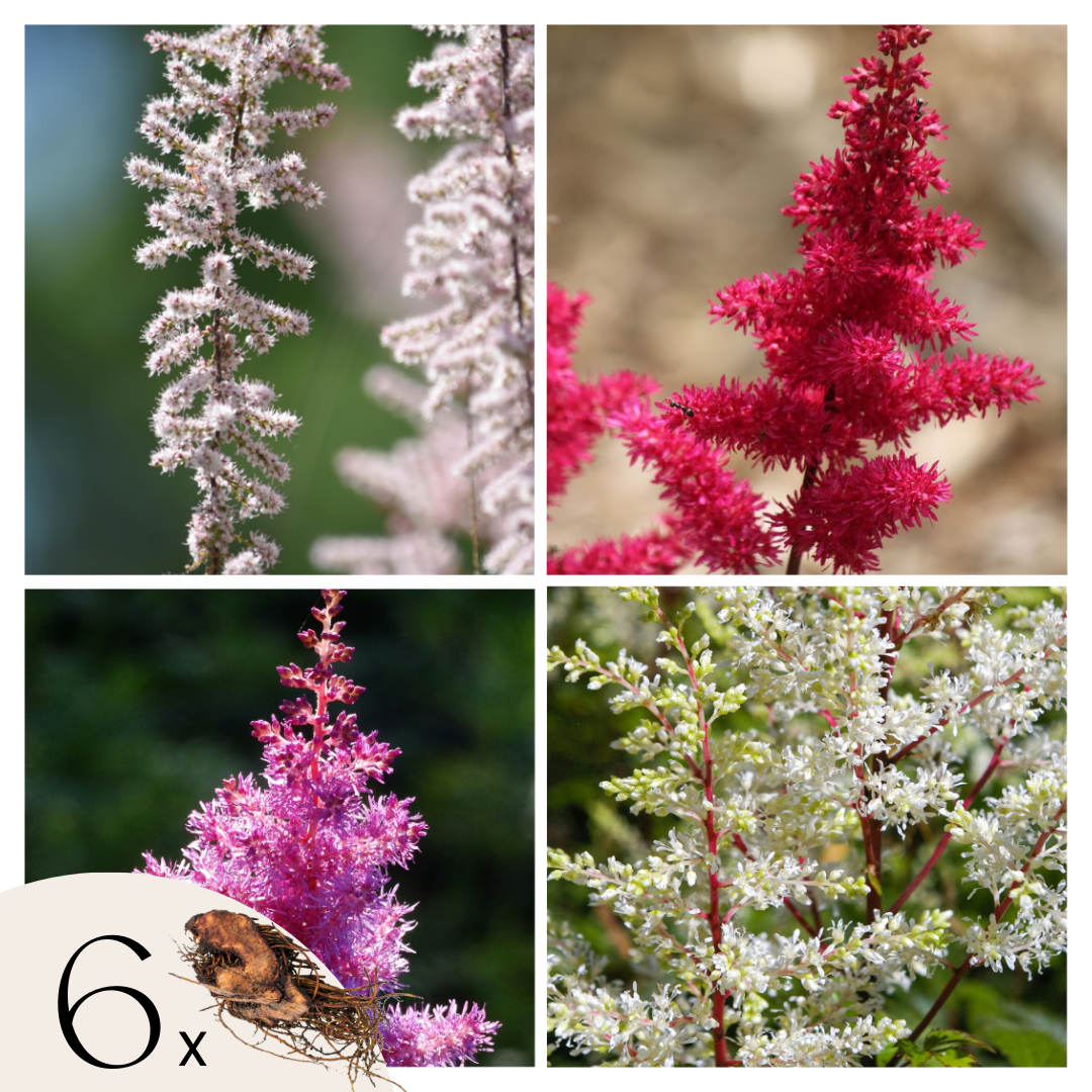 Pluimspirea's - Set van 6 - Astilbe - Wortelstokken afbeelding