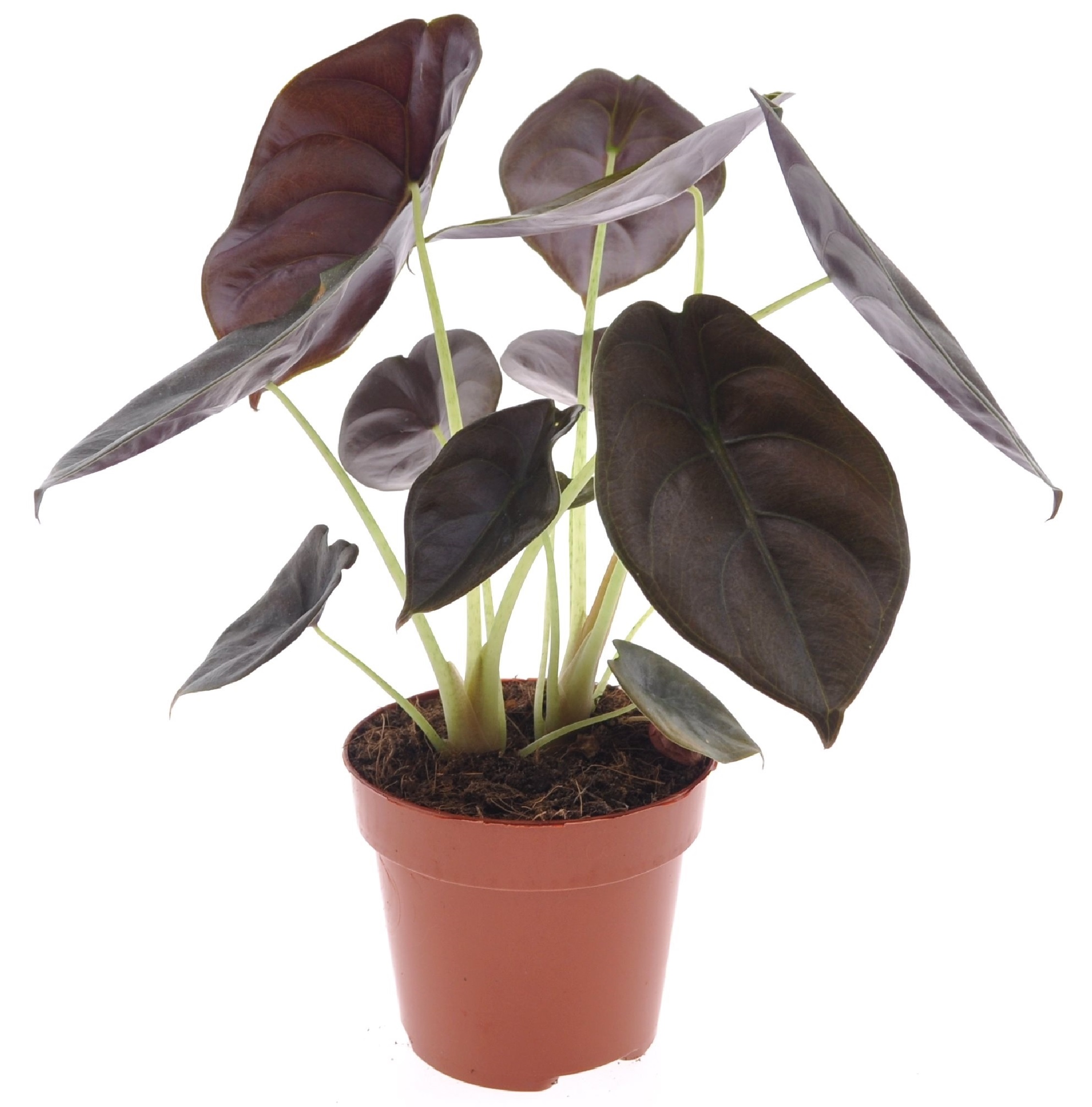 Olifantsoor - Alocasia cuprea'Red Secret'- Hoogte 25-35cm -⌀12cm afbeelding