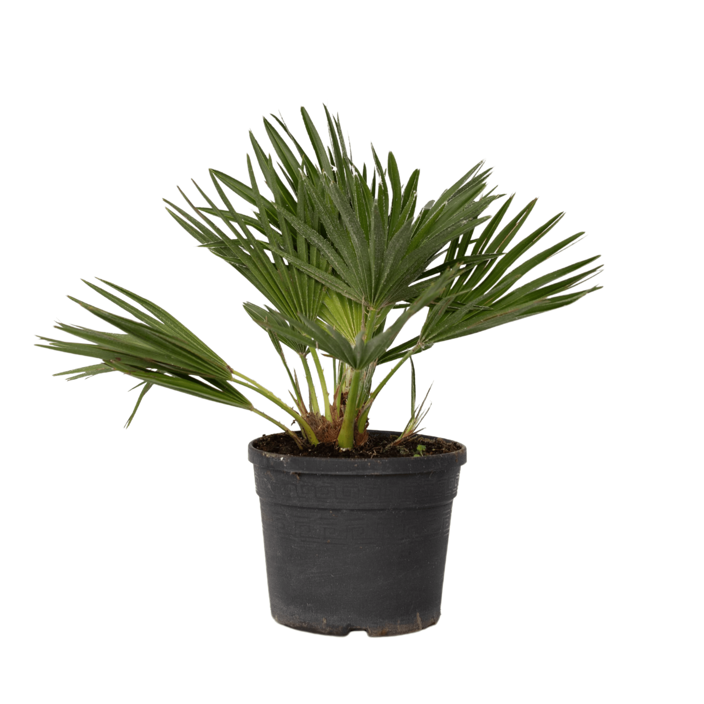 Dwergpalm - Chamaerops'Vulcano'- Hoogte 35-45cm -⌀19cm afbeelding