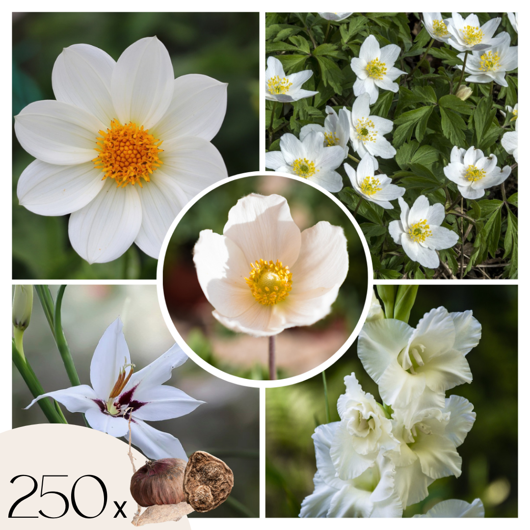 Witte Zomerpracht - Set van 250 - Anemone, Allium. Gladiolus, Dahlia afbeelding