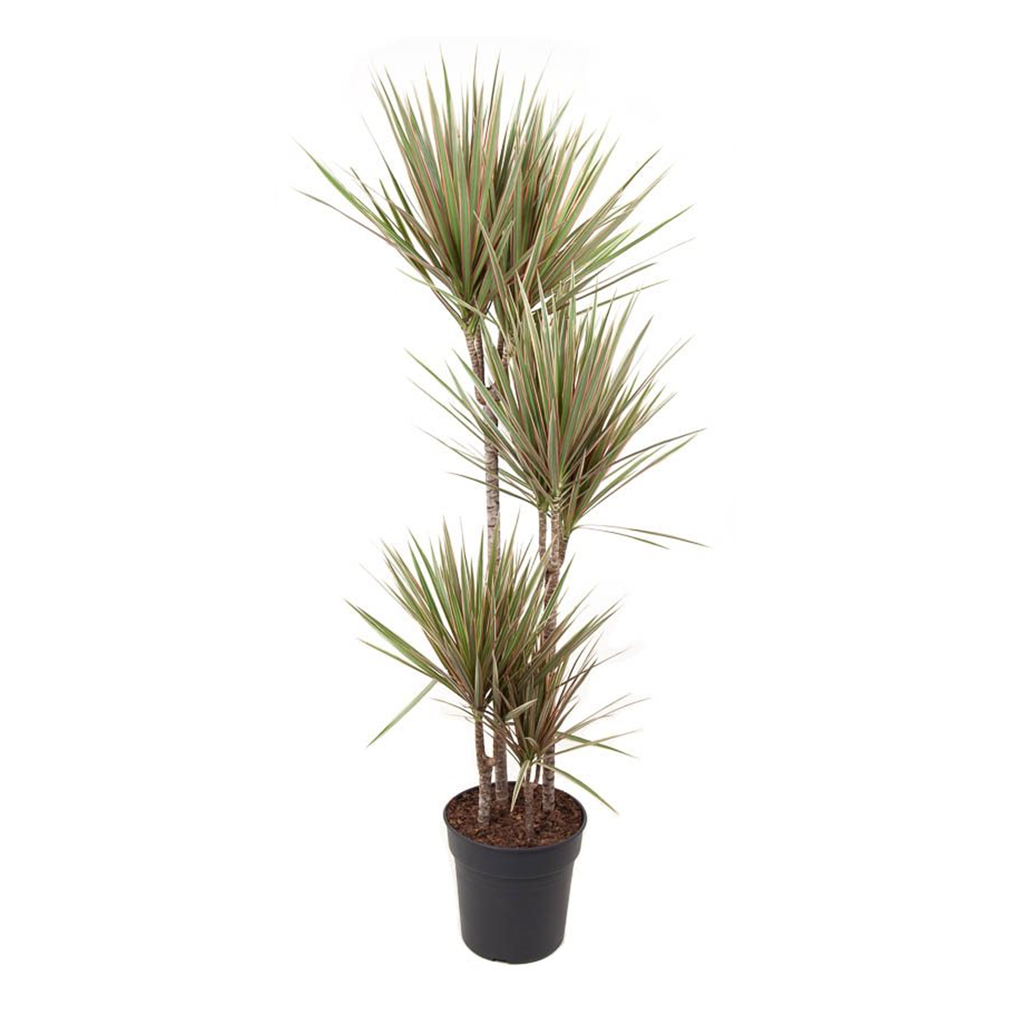 Drakenbloedboom - Dracaena marginata'Bicolor'- Hoogte 140-150cm -⌀27cm afbeelding