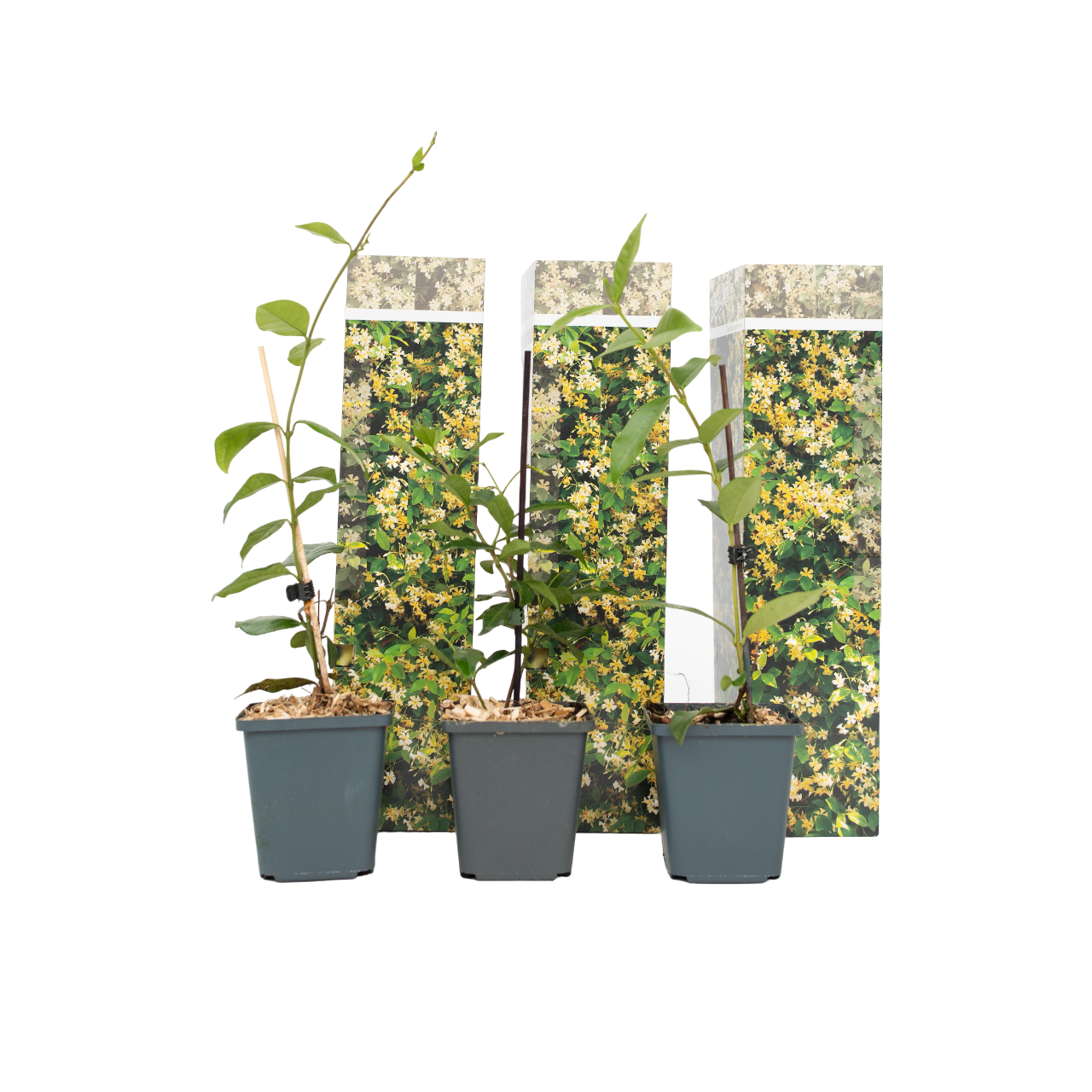 Toscaanse jasmijn - Set van 3 - Trachelospermum jasm. - Hoogte 25-40cm -⌀9cm afbeelding