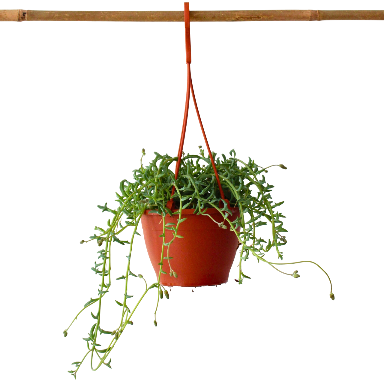 Dolfijnenplant - Senecio peregrinus - Hoogte 10-20cm -⌀12cm afbeelding