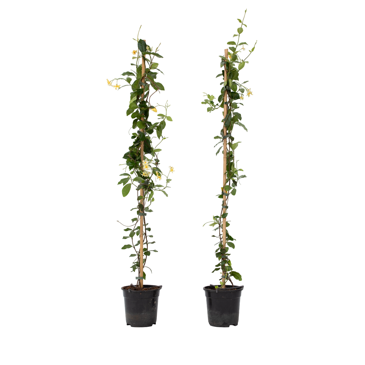 Jasmijn - Set van 2 - Trachelospermum jasminoides - Hoogte 110-120cm -⌀17cm afbeelding