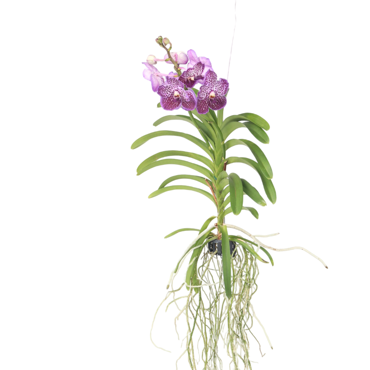 Paarse Orchidee - Vanda'Lilac Beauty'- Hoogte 85-95cm afbeelding