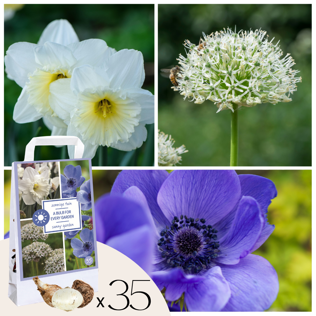 Bloembollen - 30 stuks - Sunny Garden Box - Anemoon, Allium, Narcis afbeelding