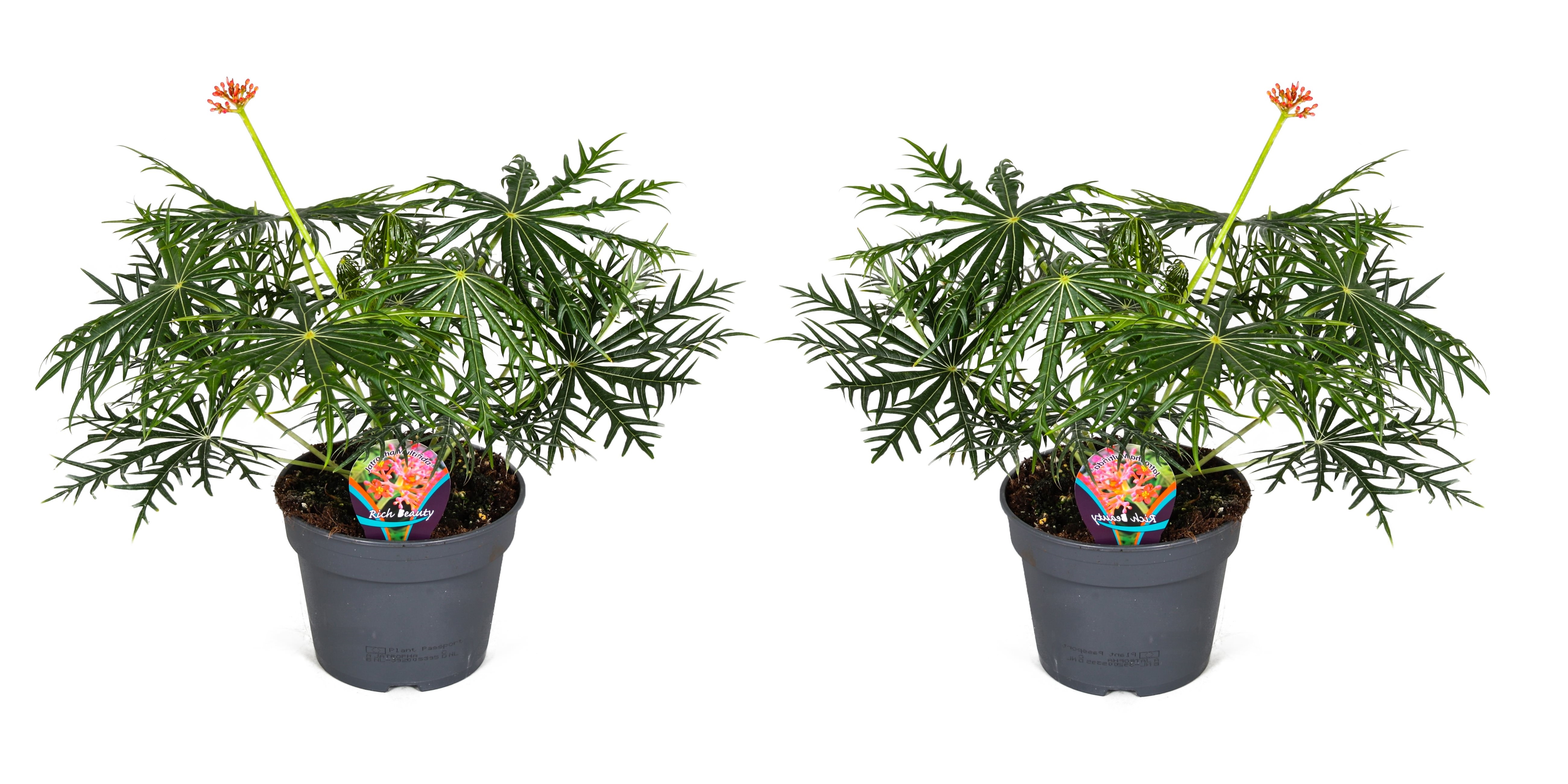 Koraalplant - Set van 2 - Jatropha multifida - Hoogte 40-50cm -⌀17cm afbeelding