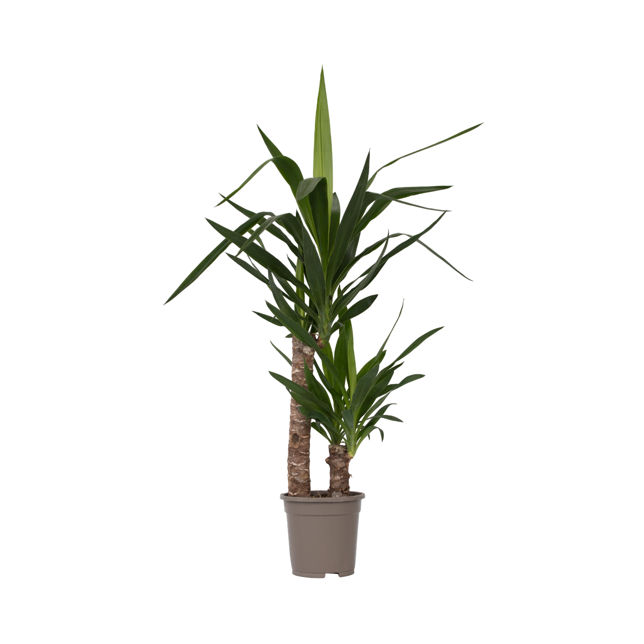 Palmlelie - Yucca elephantipes - Hoogte 70-80cm -⌀17cm afbeelding
