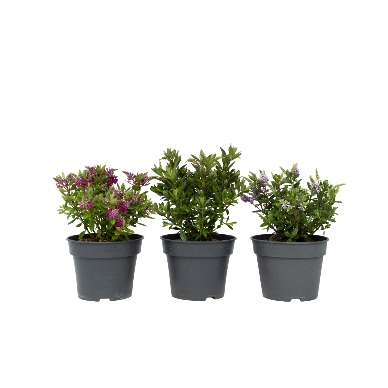 Struikveronica - Set van 3 - Hebe All Blooms - Hoogte 30-35cm -⌀13cm afbeelding