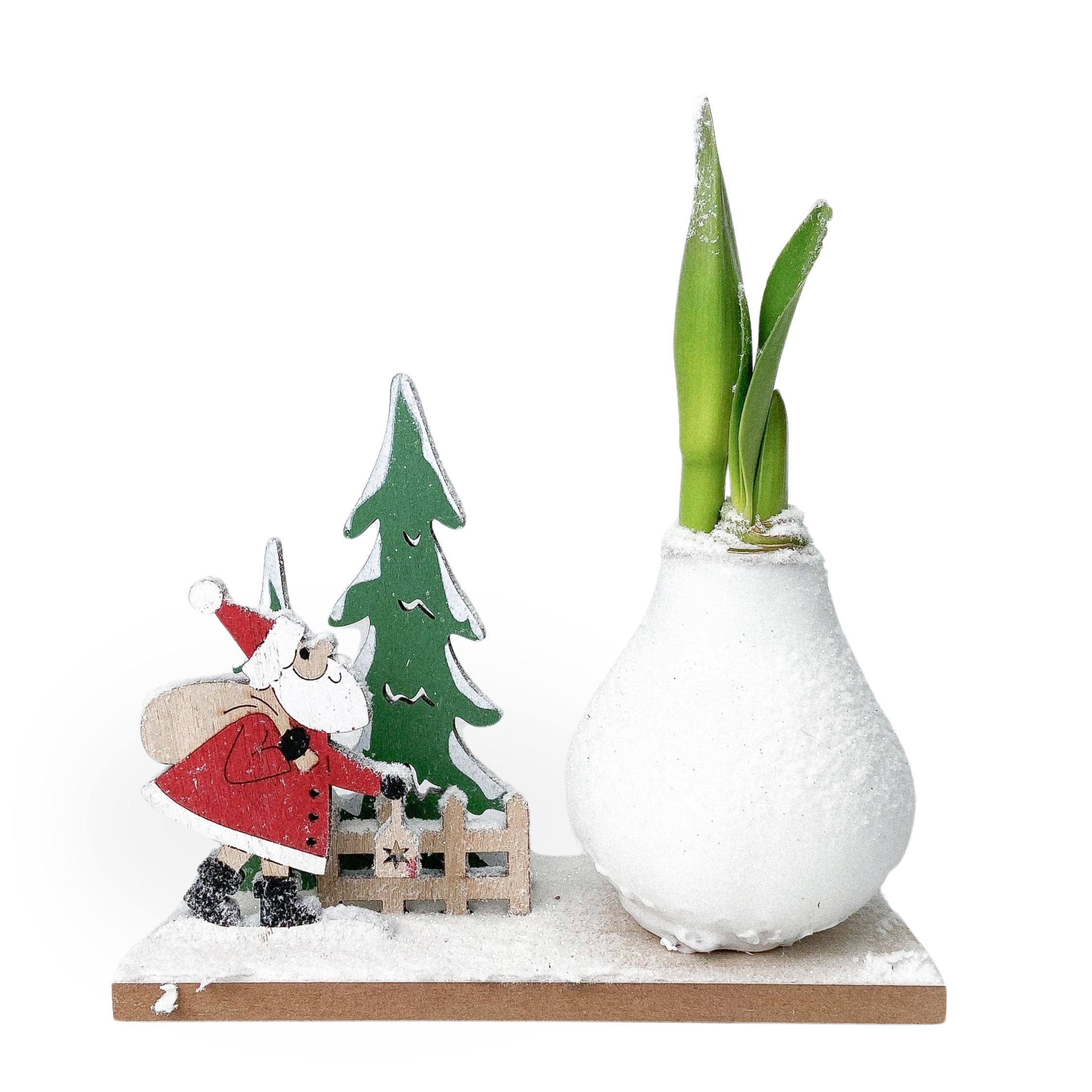 Amarylis - Hippeastrum 'Zimní říše divů Santa'