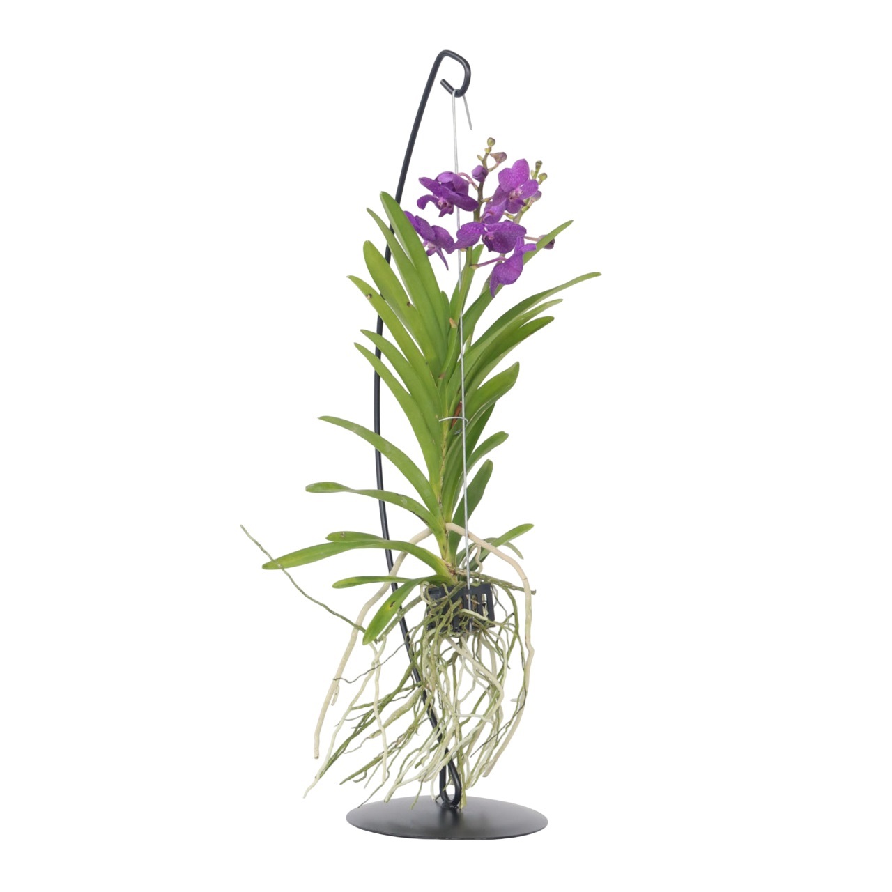 Blauwe orchidee met standaard - Vanda'Blue'- Hoogte 45-55cm afbeelding