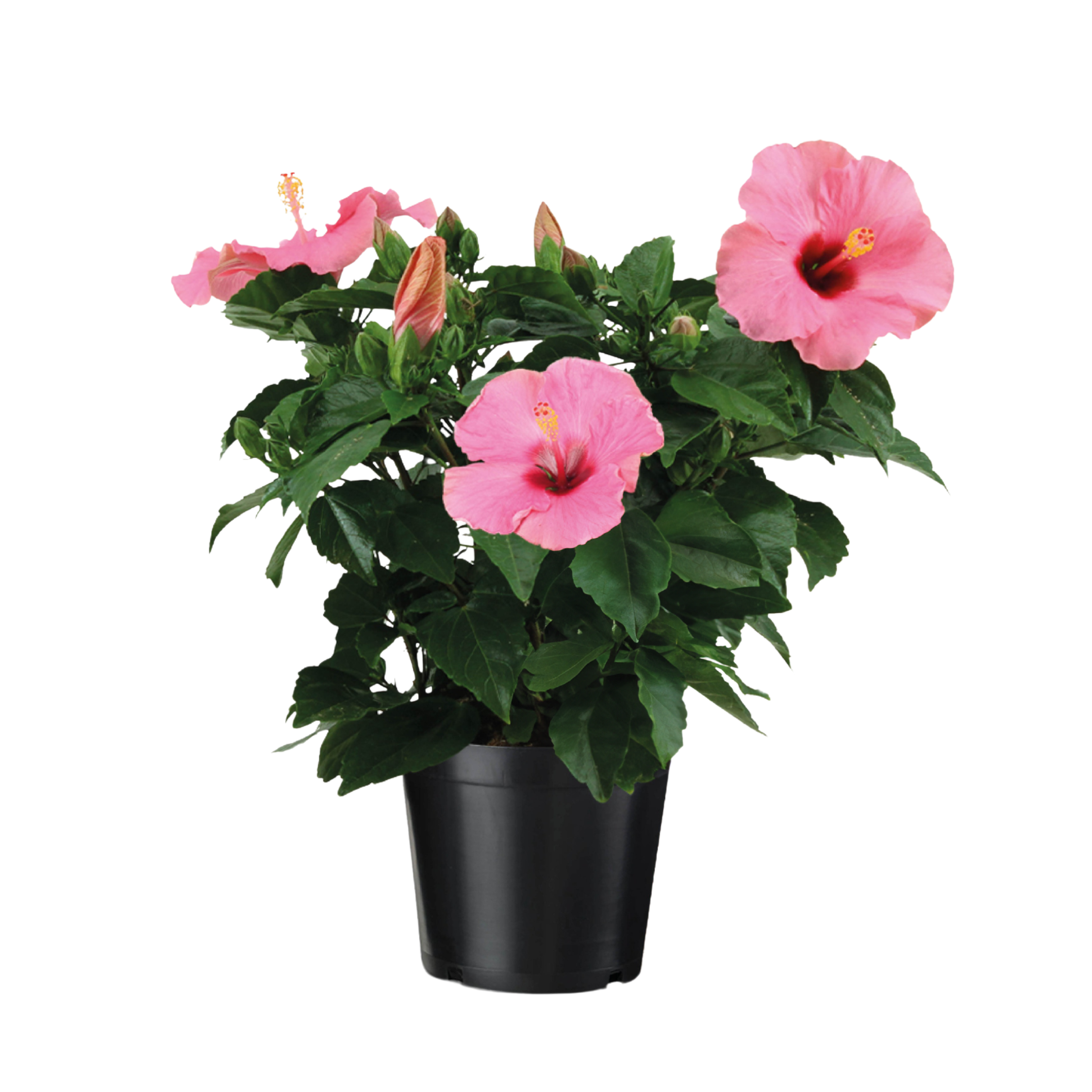 Chinese roos - Hibiscus rosa-sinensis - Roze - Hoogte 40-50cm -⌀17cm afbeelding
