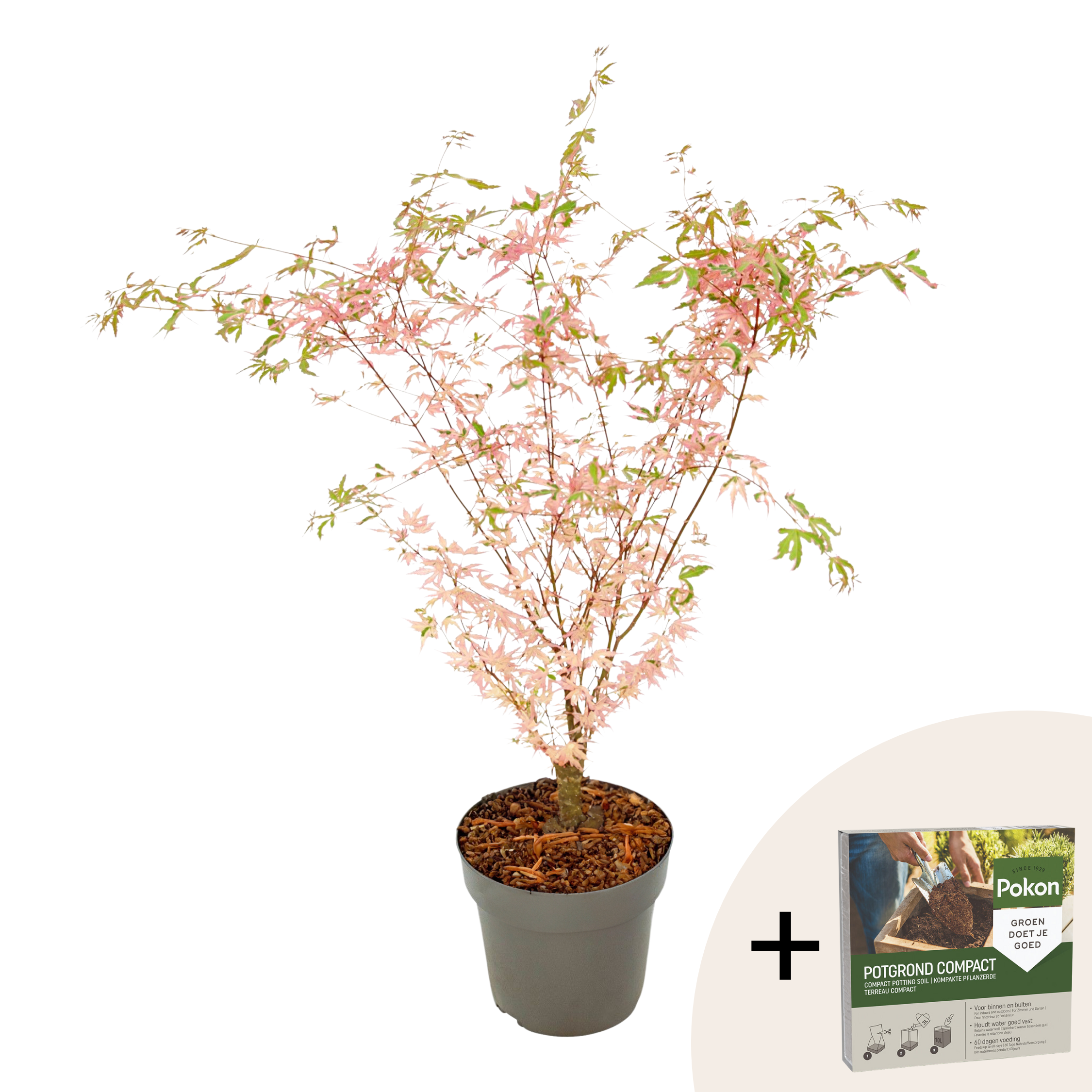 Japanse Esdoorn - Acer palmatum'Taylor'- Hoogte 50-60cm -⌀19cm afbeelding