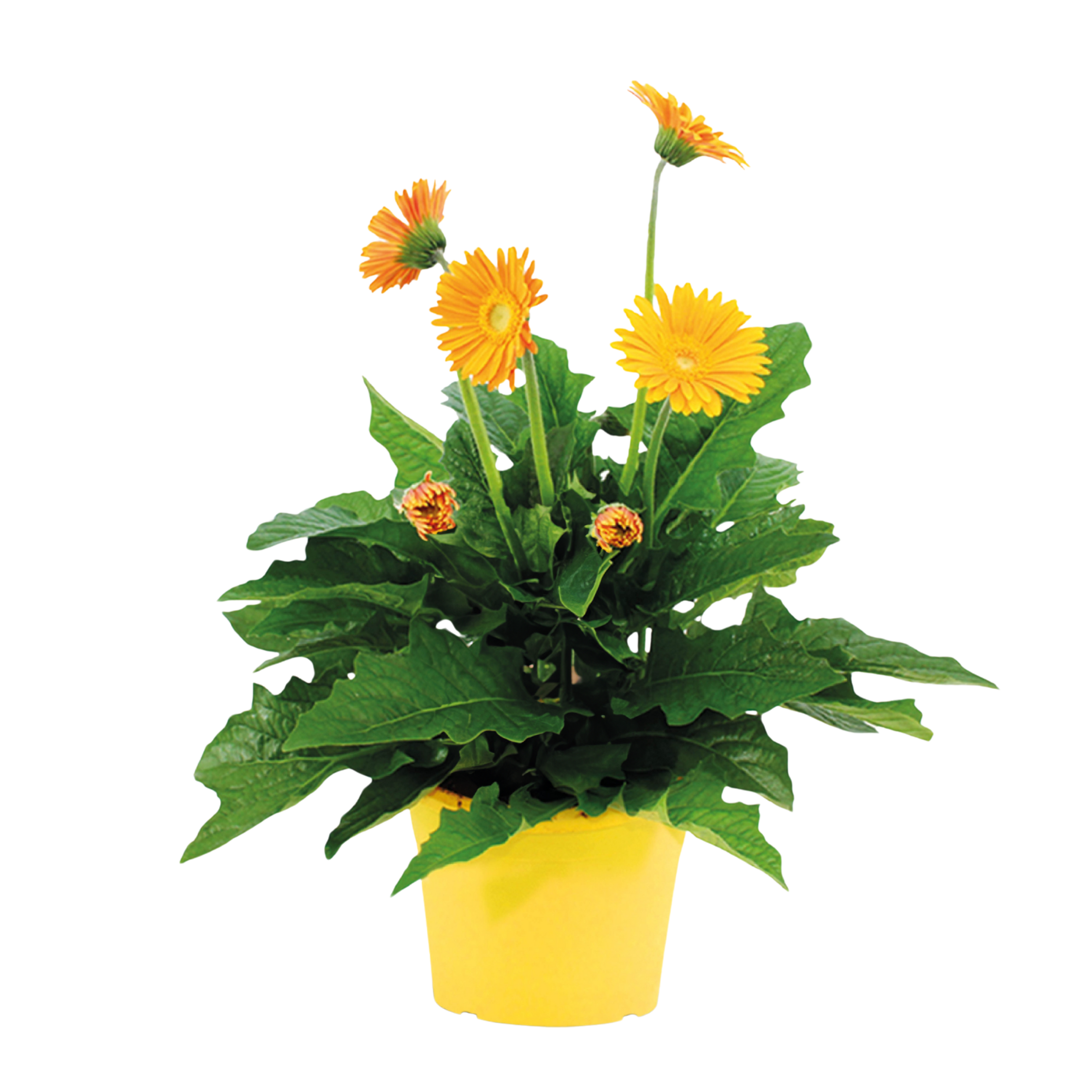 Gerbera garvinea - Geel - Hoogte 45-60cm -⌀19cm afbeelding