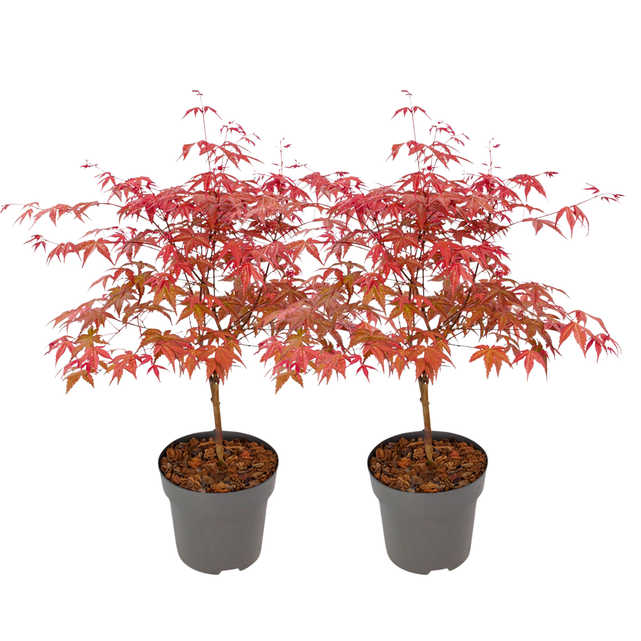 Japanse Esdoorn - Set van 2 - Acer'Beni Maiko'- Hoogte 60-70cm -⌀19cm afbeelding