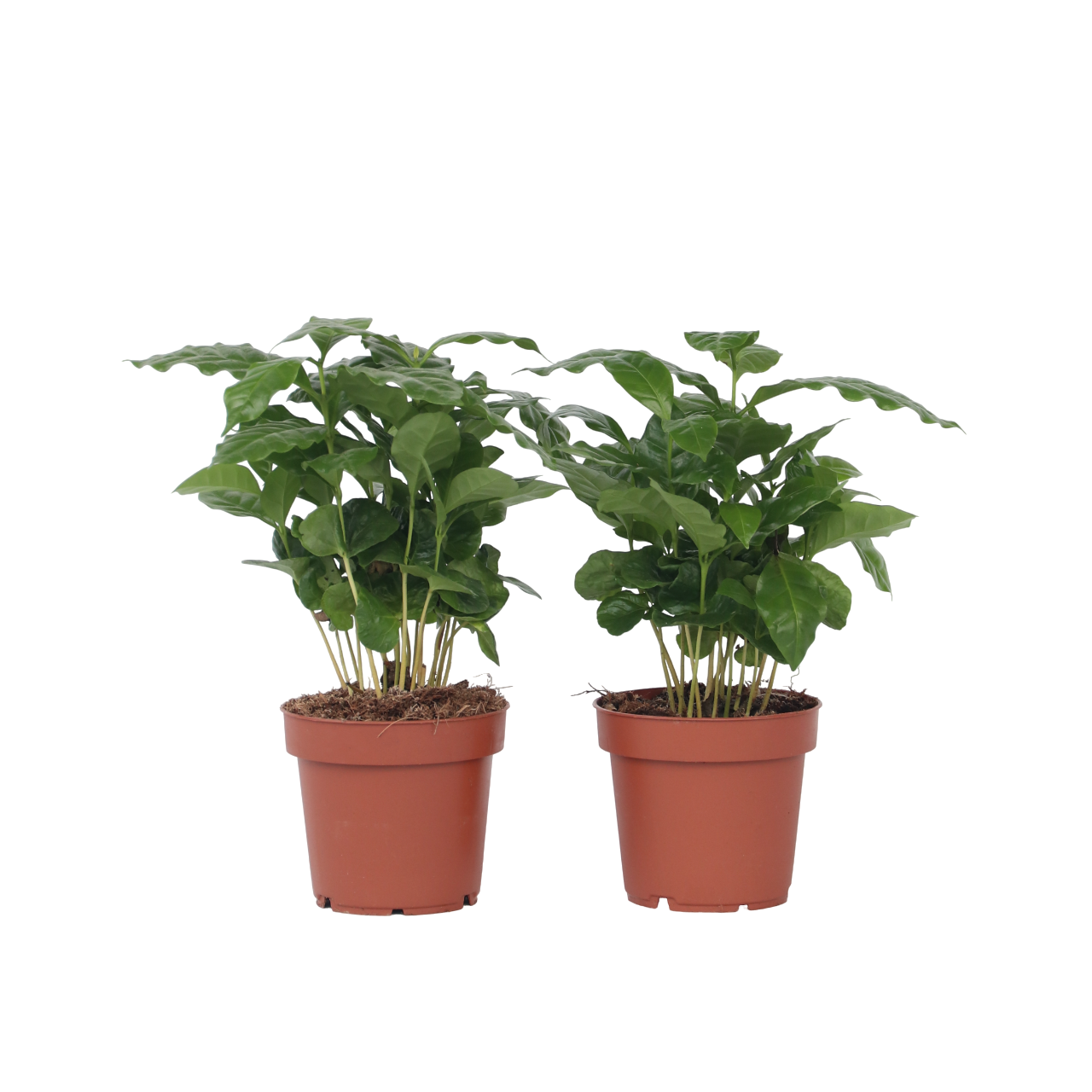 Koffieplant - Set van 4 - Coffea arabica - Hoogte 25-40cm -⌀12cm afbeelding