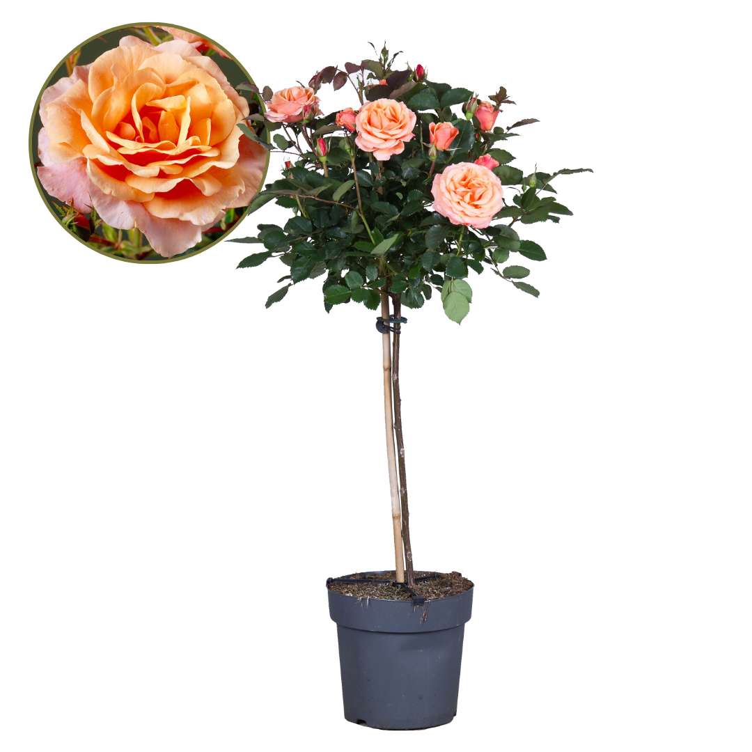 Stamroos - Rosa palace'Catherine'- Hoogte 80-100cm -⌀19cm afbeelding