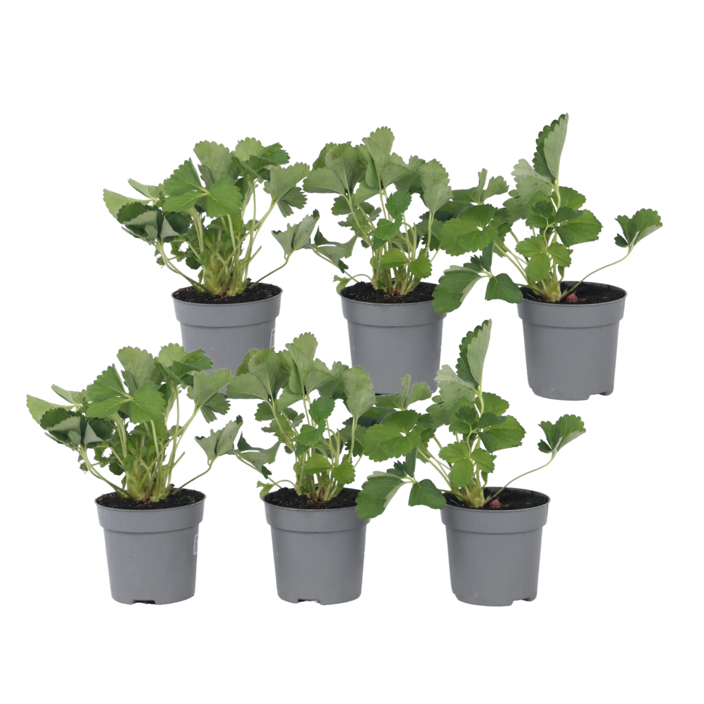 Aardbeienplant - Set van 6 - Fragaria ananassa'Roman'- Hoogte 15-20cm -⌀9cm afbeelding