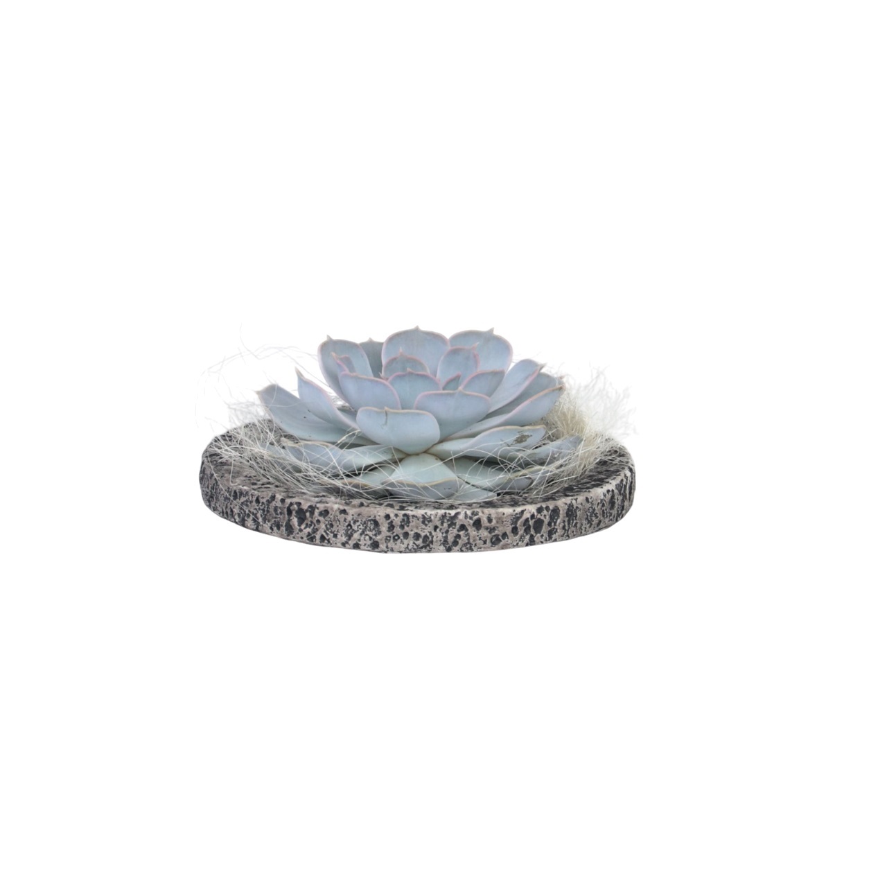 Echeveria - Echeveria lilacina - Hoogte 8cm afbeelding