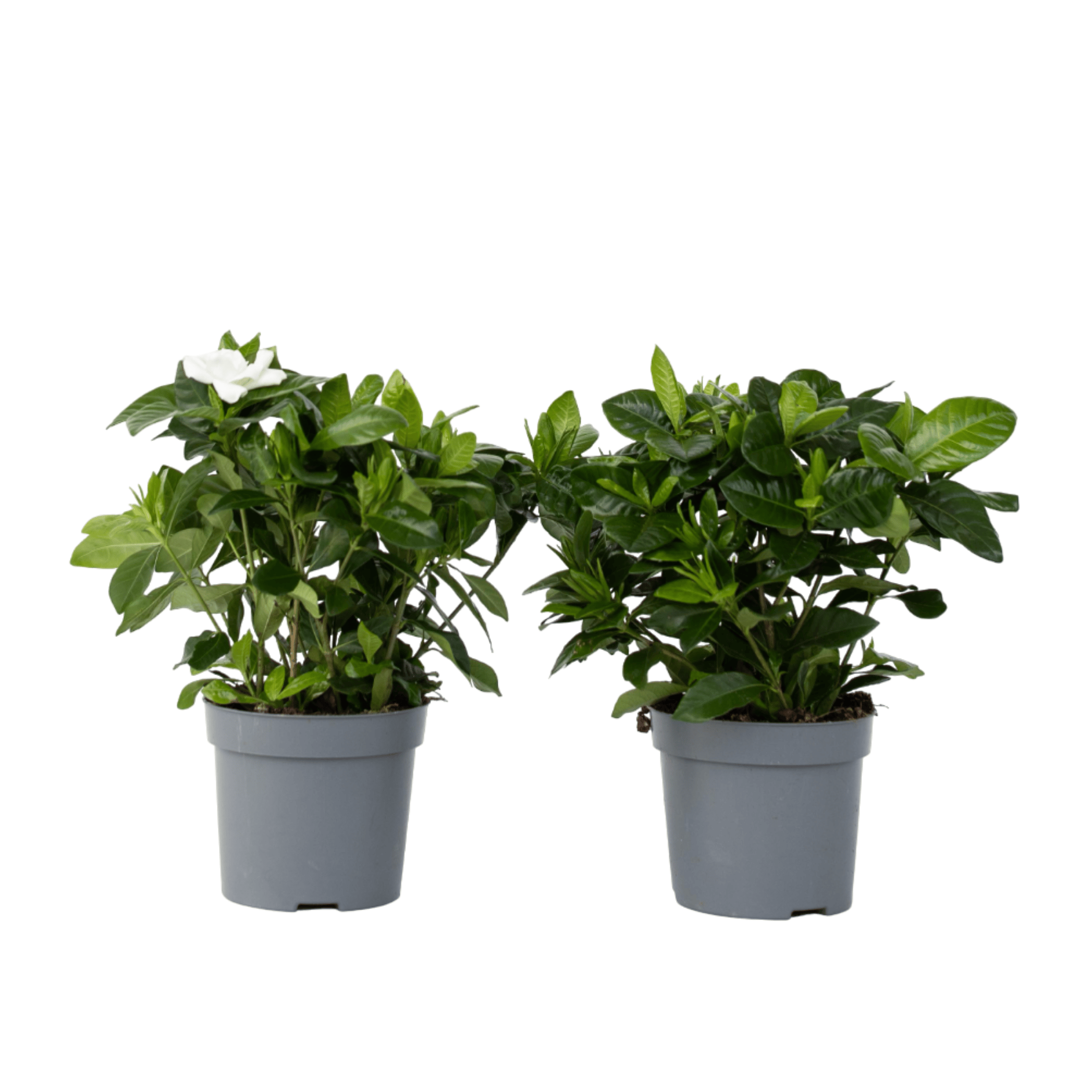 Kaapse jasmijn - Set van 2 - Gardenia jasminoides - Hoogte 20-30cm -⌀13cm afbeelding