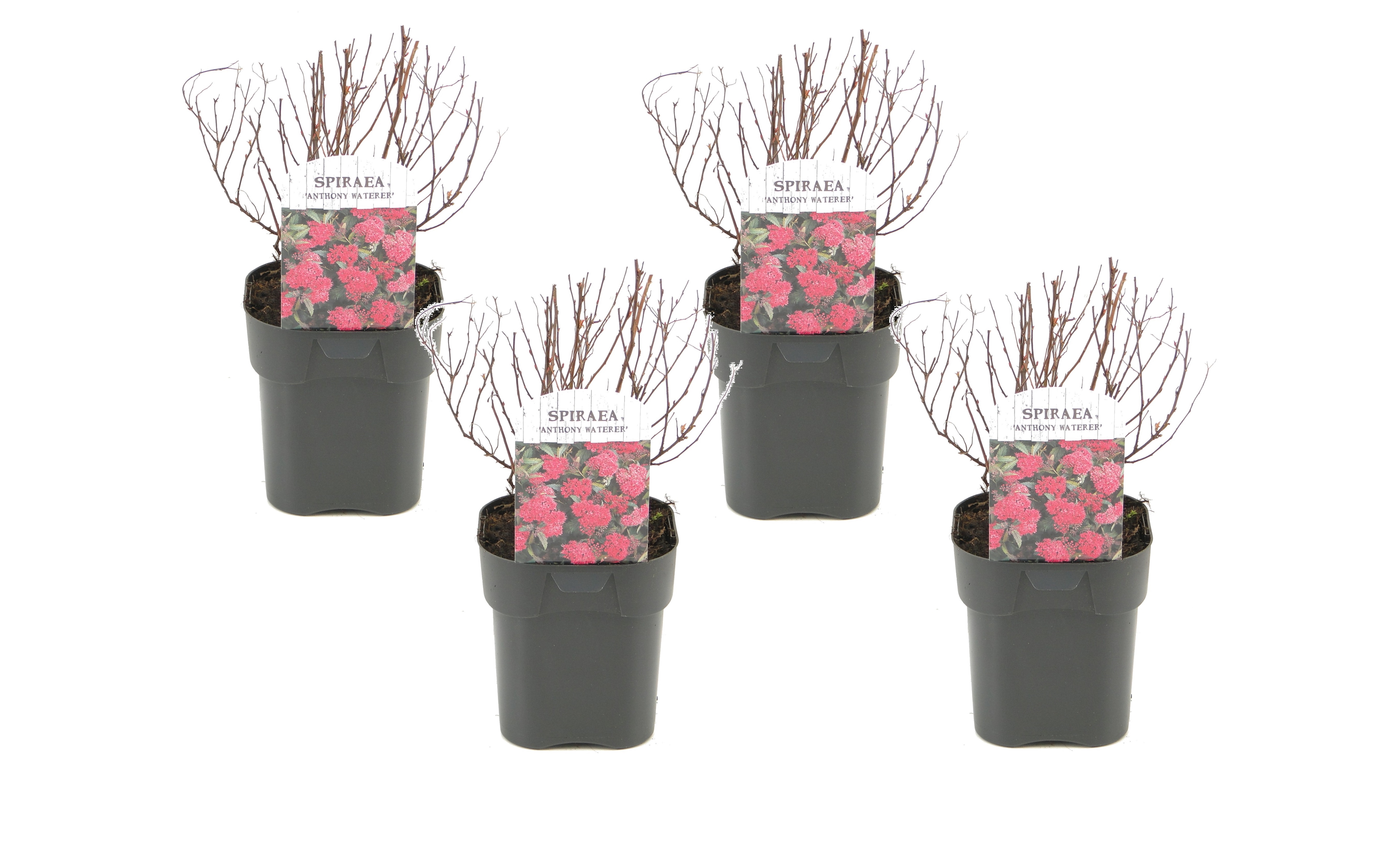Japanse spirea - Set van 4 - Spiraea'Dark Pink'- Hoogte 25-40cm -⌀17cm afbeelding
