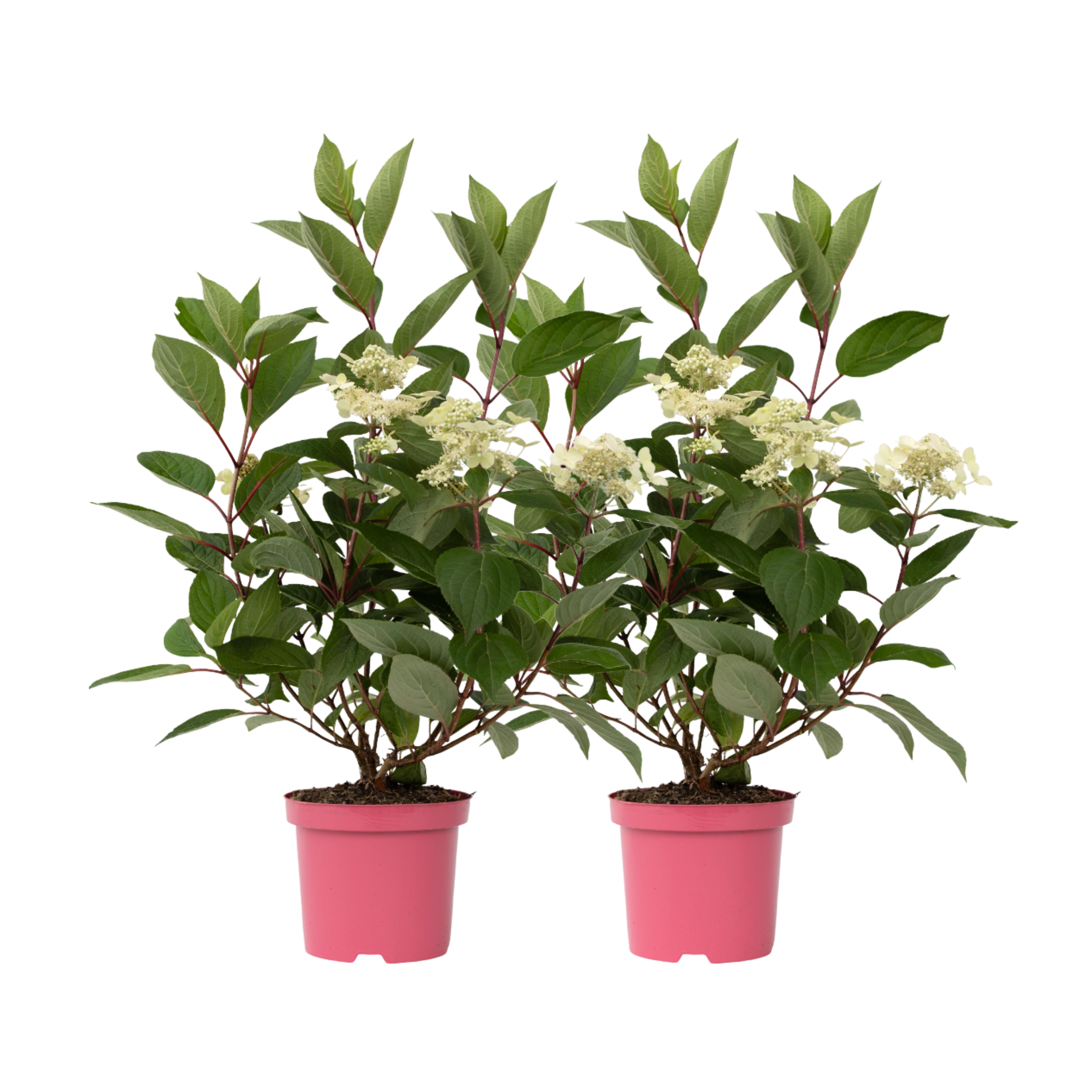 Pluimhortensia - Set van 2 - Hydrangea'Early Harry'- Hoogte 25-40cm -⌀19cm afbeelding