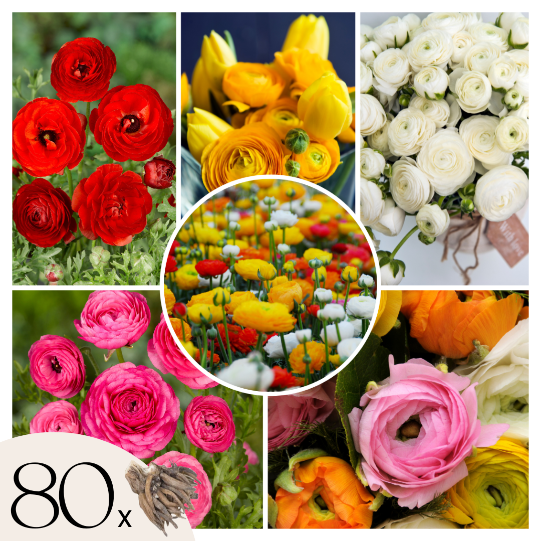 Ranonkel - Boterbloem - Set van 80 - Ranunculus - Bloembollen afbeelding