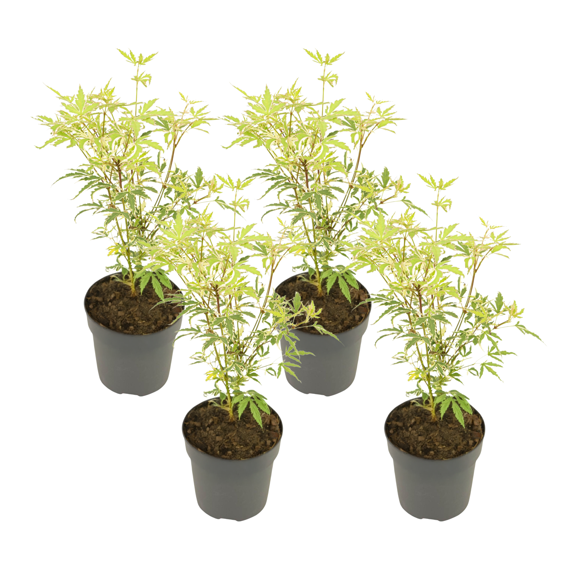 Japanse Esdoorn - Set van 4 - Acer'Butterfly'- Hoogte 25-40cm -⌀10,5cm afbeelding