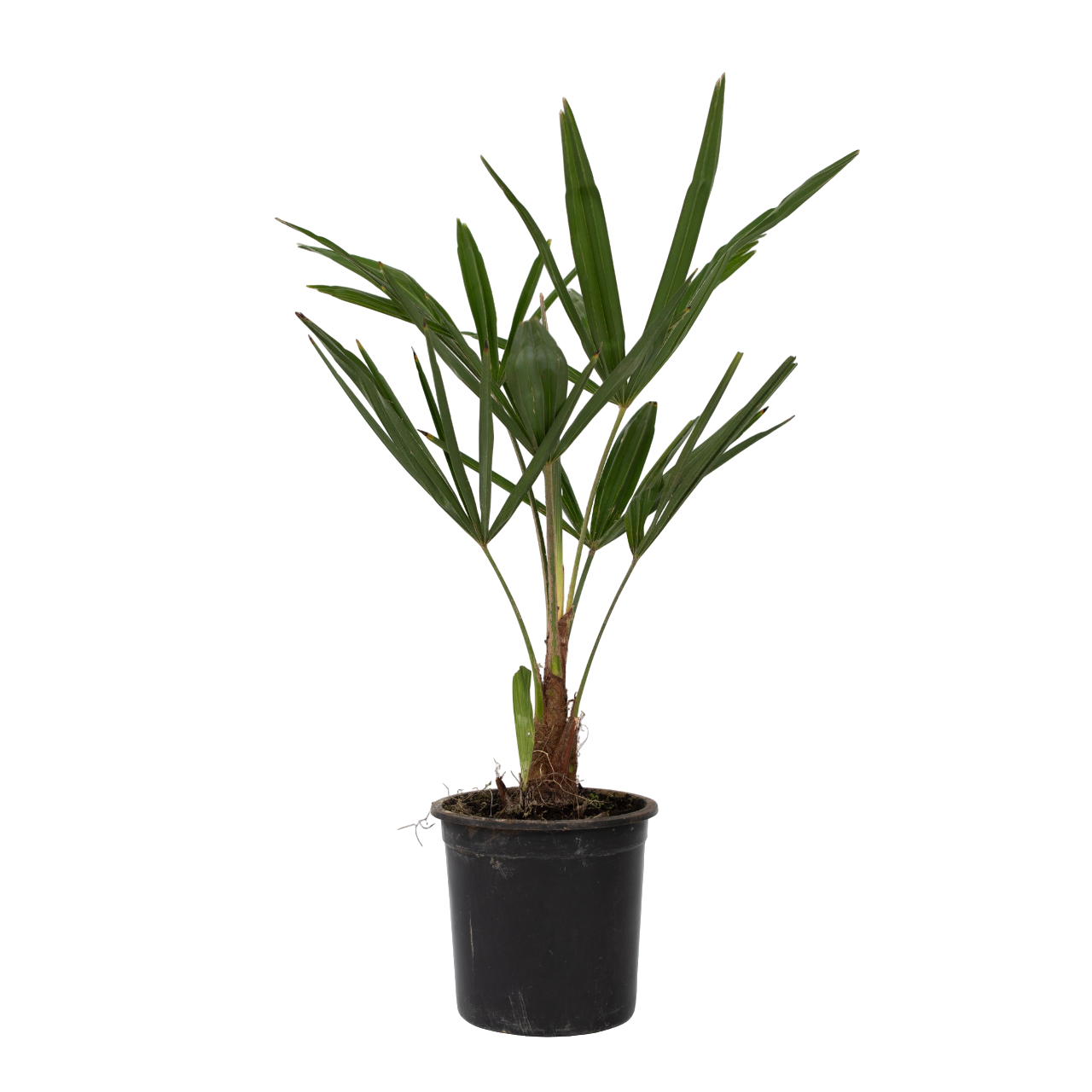 Chinese Waaierpalm - Trachycarpus Fortunei - Hoogte 35-45cm -⌀15cm afbeelding