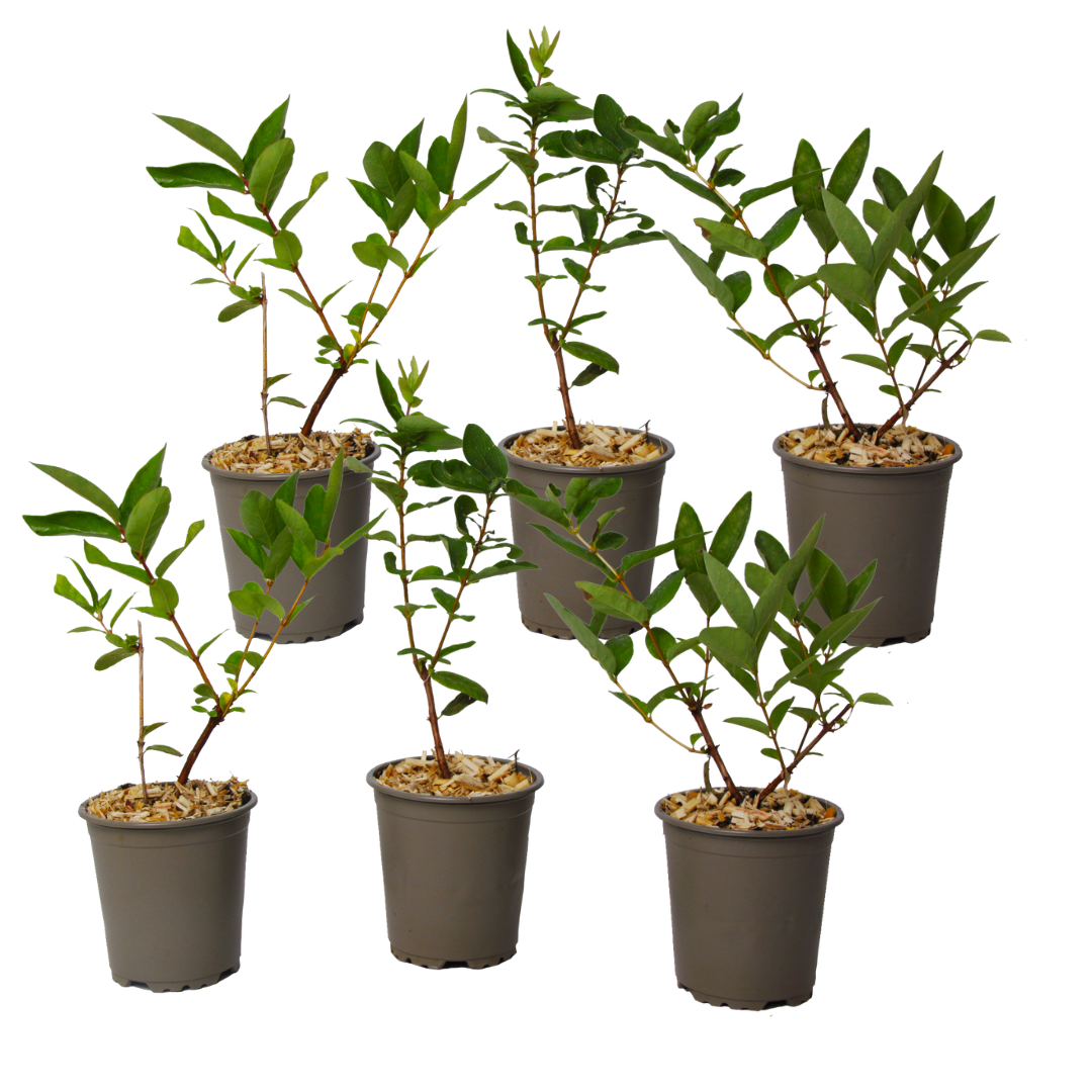 Honingsbes - Set van 6 - Lonicera kamtchatica - Hoogte 25-40cm -⌀9cm afbeelding