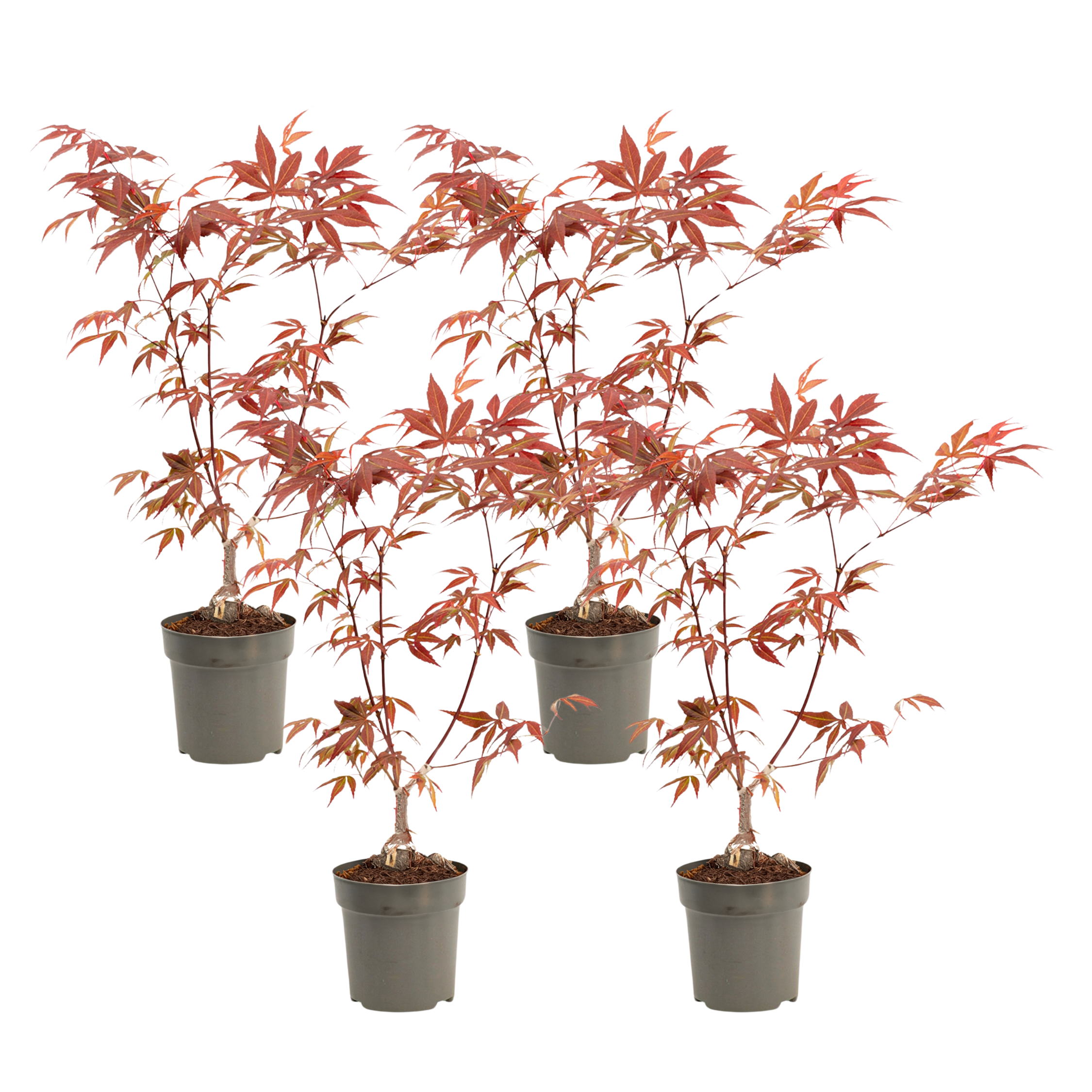 Japanse Esdoorn - Set van 4 - Acer'Atropurpureum'- Hoogte 25-40cm -⌀10,5cm afbeelding