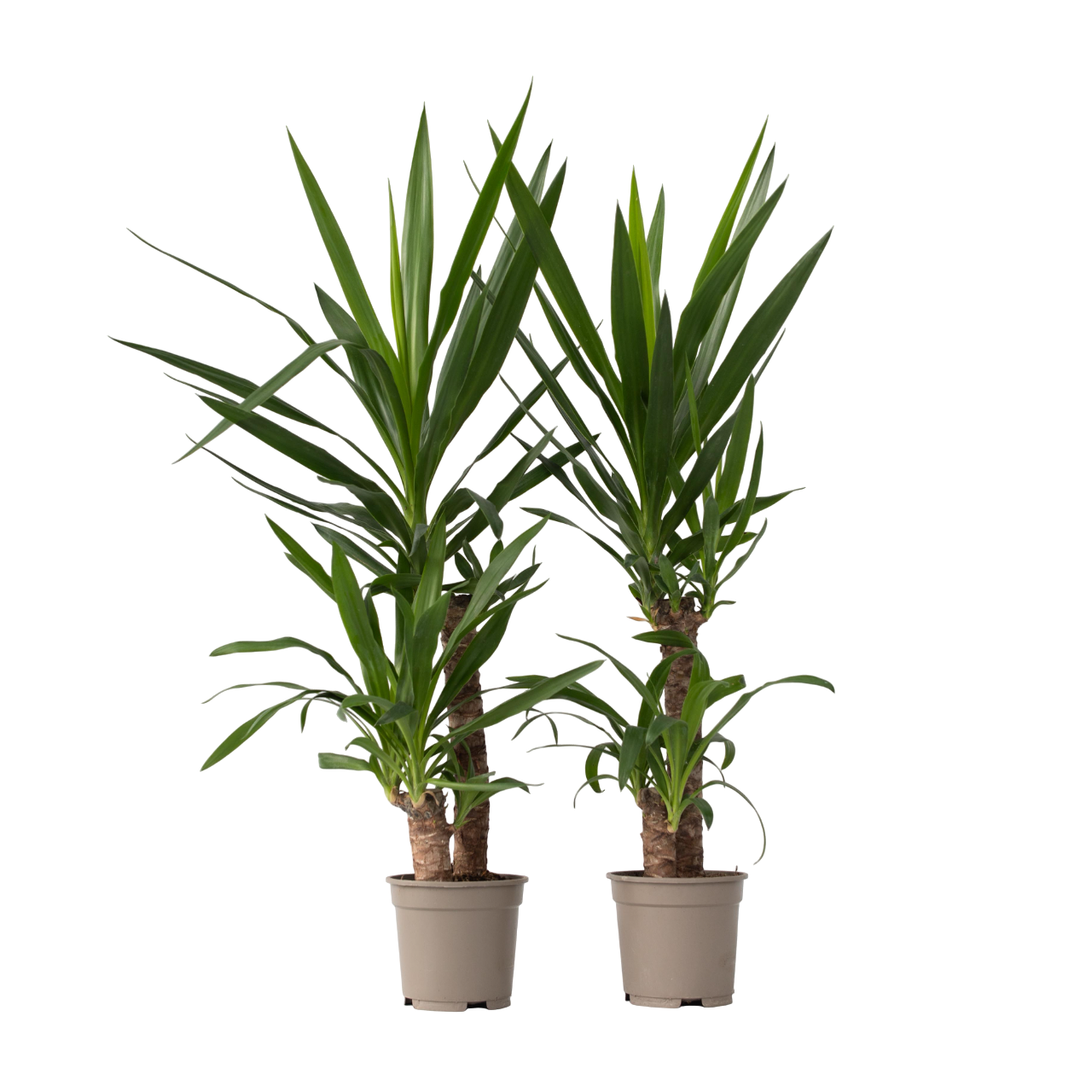 Palmlelie - Set van 2 - Yucca elephantipes - Hoogte 70-80cm -⌀21cm afbeelding