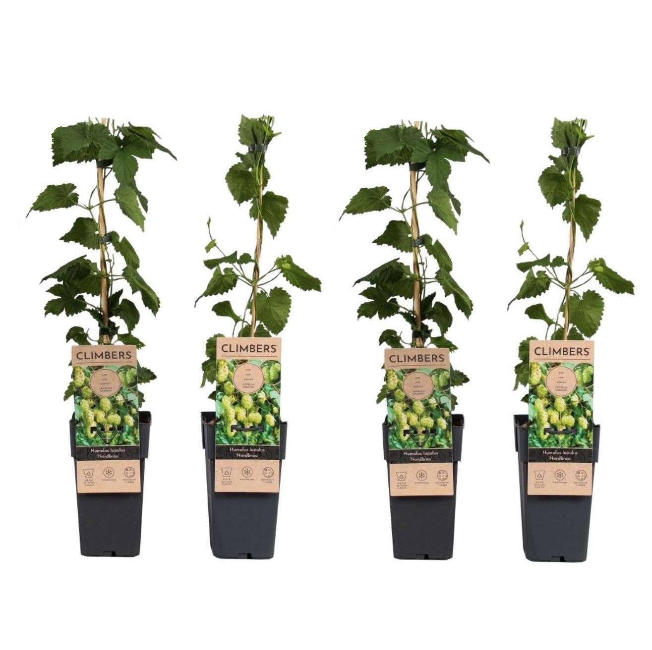 Hopplant - Set van 4 - Humulus lupulus'Nordbrau'- Hoogte 50-60cm -⌀15cm afbeelding