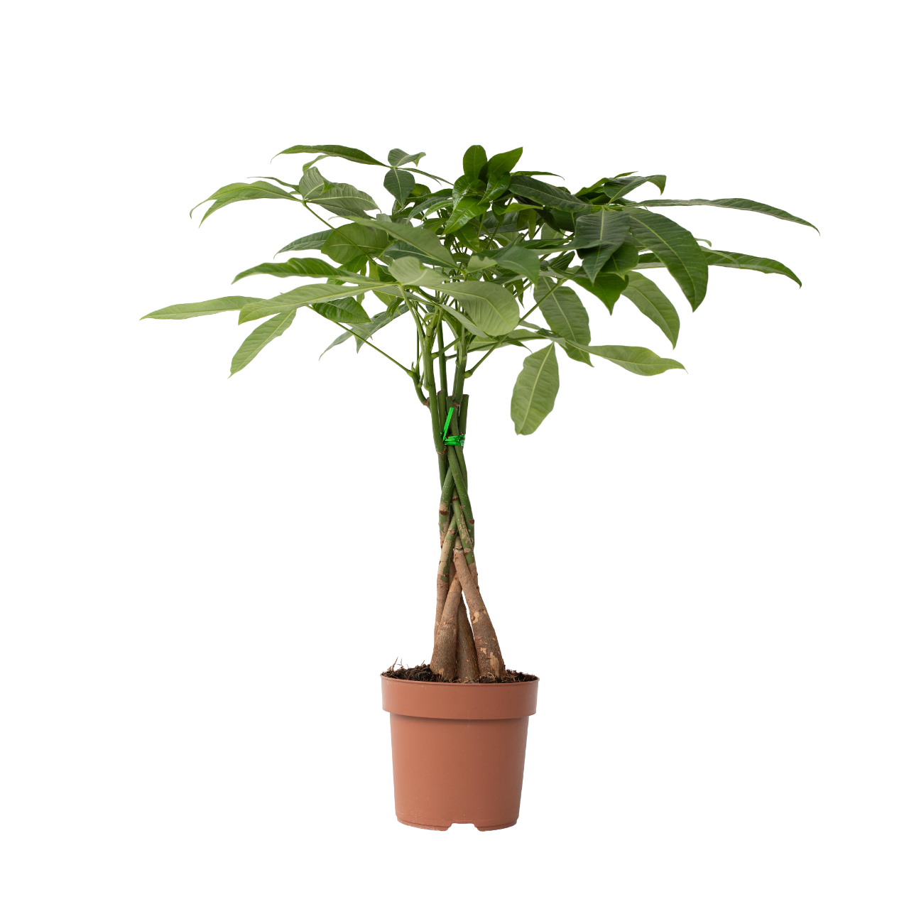 Geldboom - Pachira aquatica - Hoogte 60-70cm -⌀17cm afbeelding