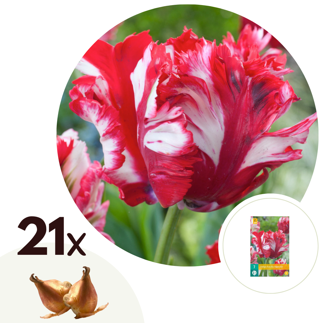 Tulpenbollen - Set van 21 - Tulipa'Estella Rijnveld'- Bloembollen - Rood afbeelding